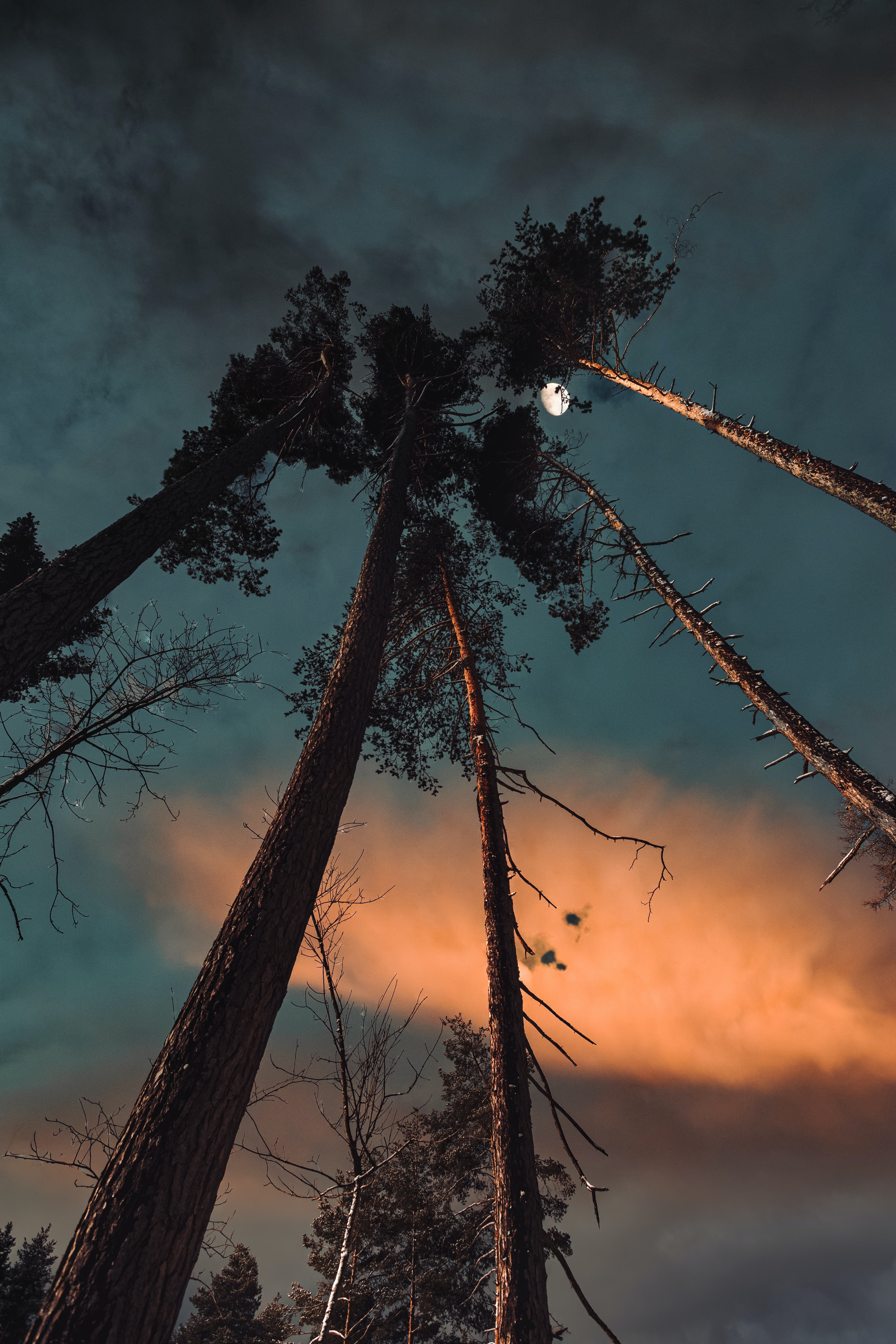 Download mobile wallpaper Moon, Bottom View, Pine, Nature, Night for free.