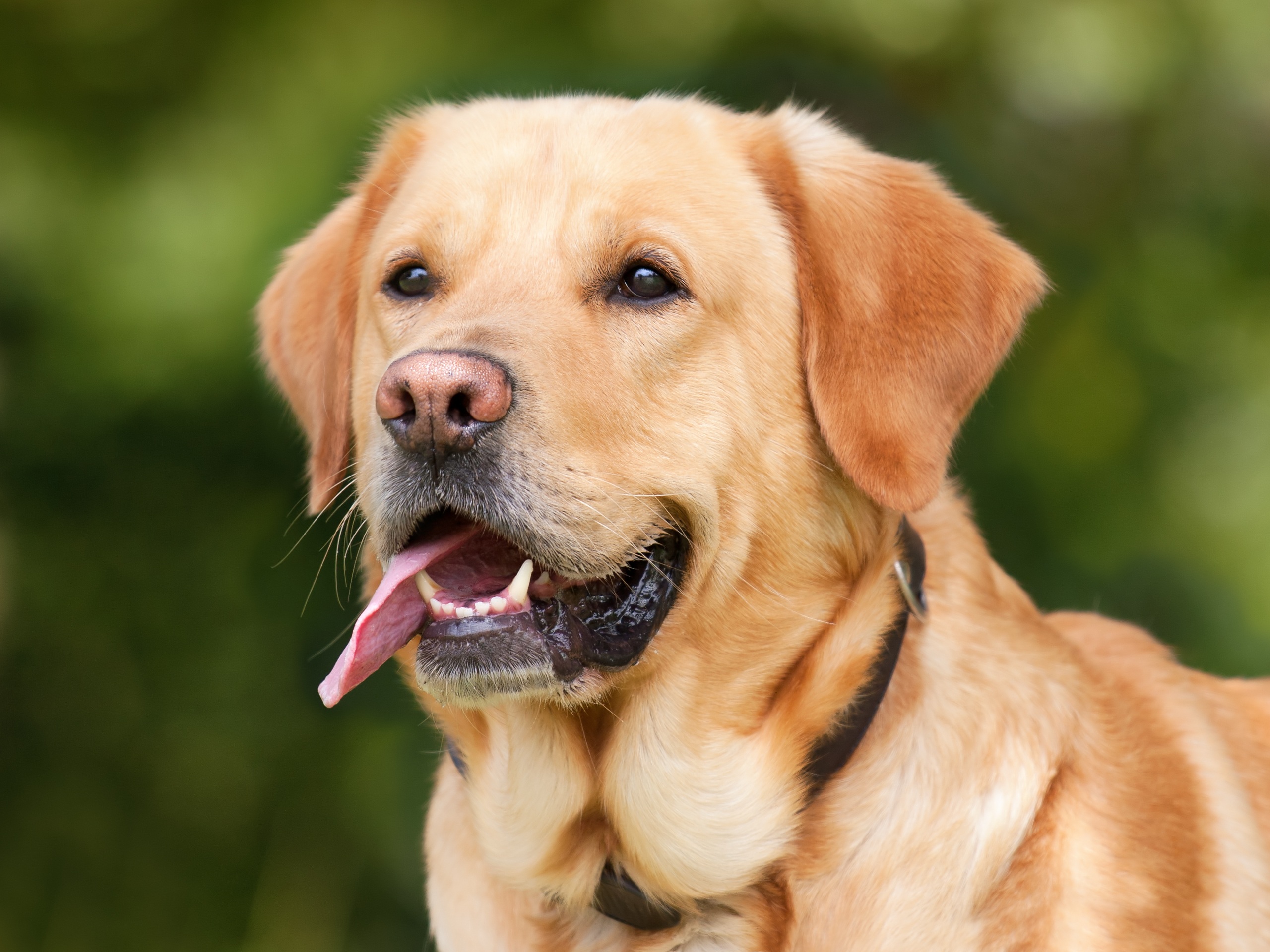 Download mobile wallpaper Labrador, Muzzle, Tongue Stuck Out, Protruding Tongue, Dog, Animals for free.