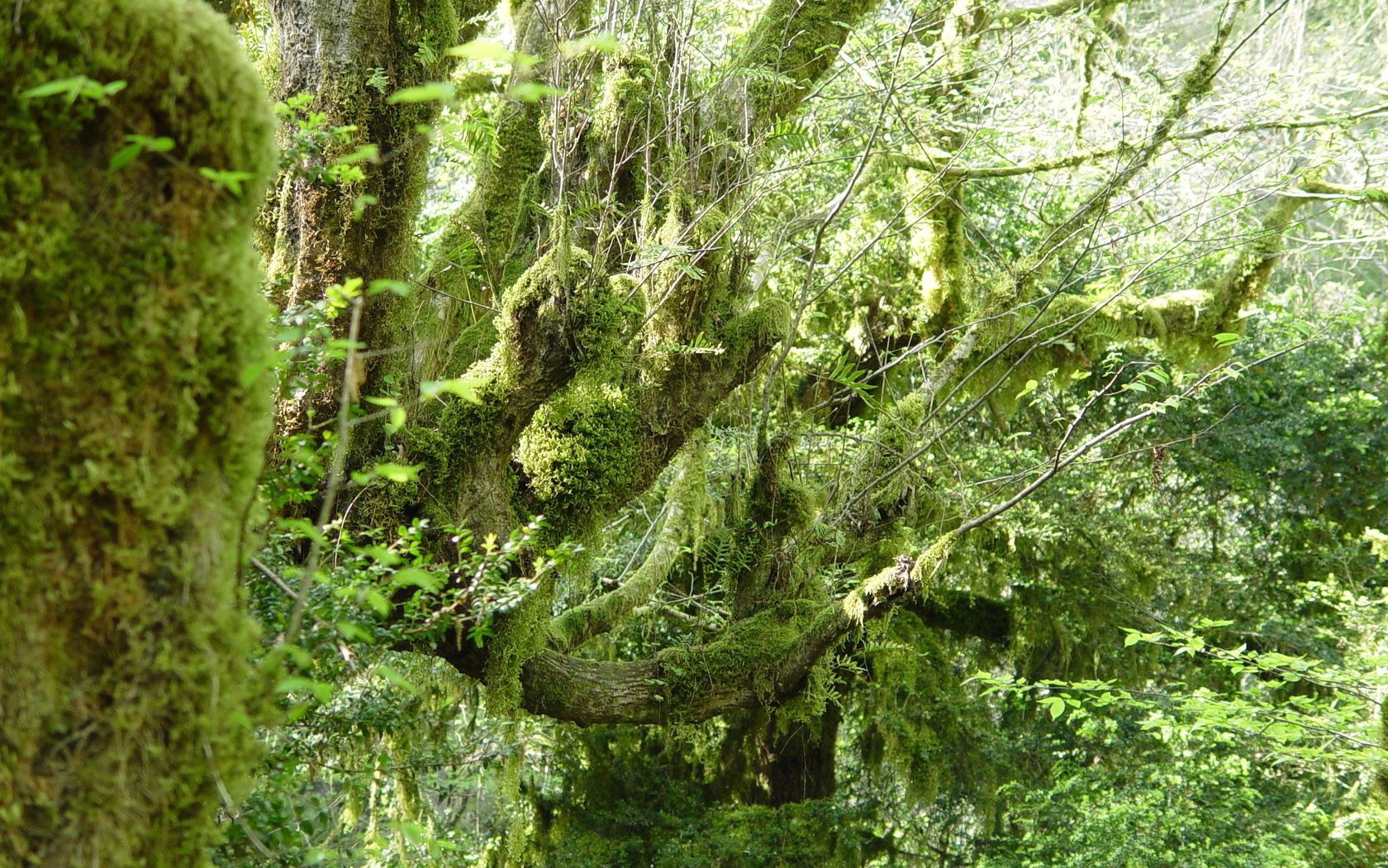 Мховые лес Абхазия