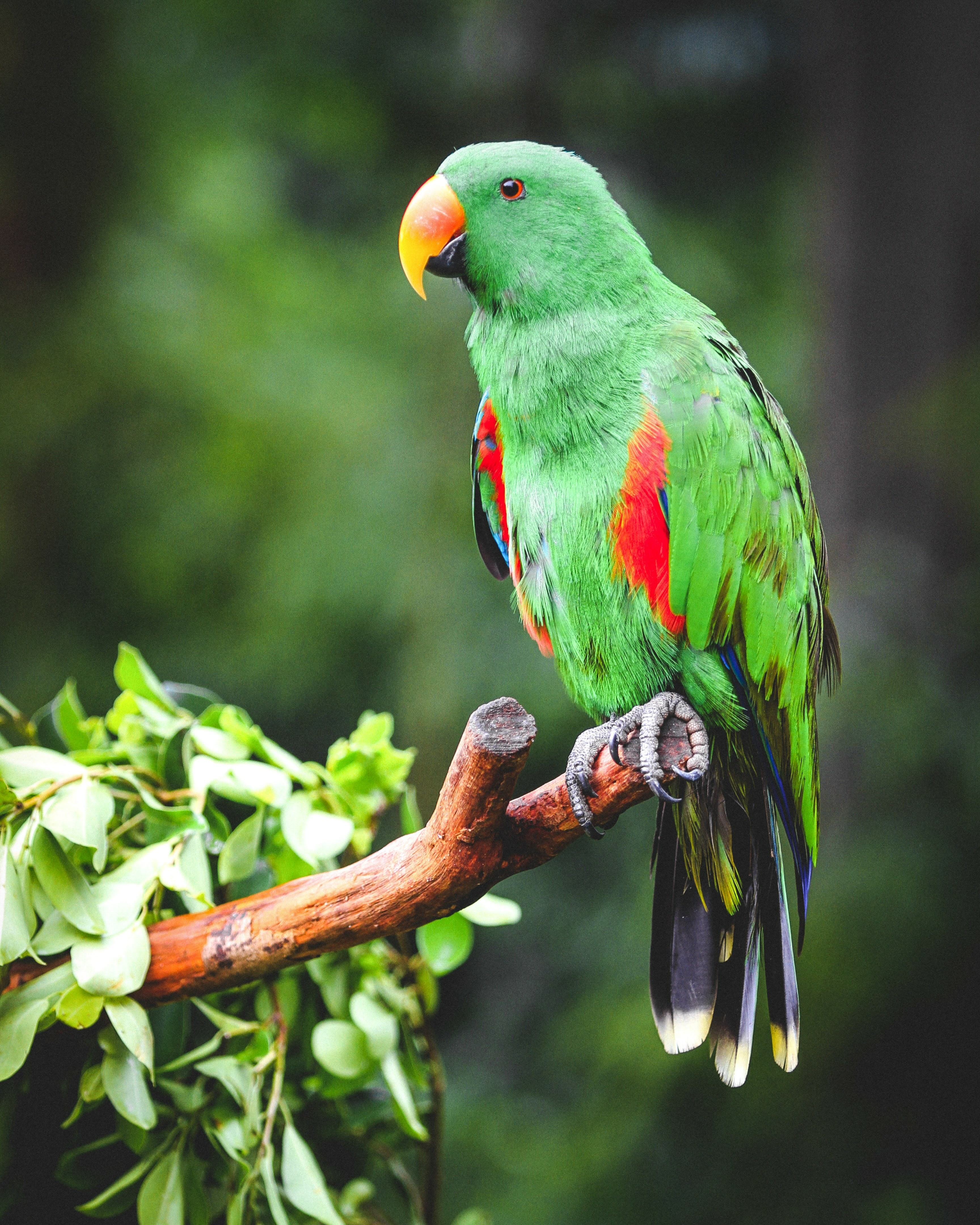 parrots, animals, bright, bird, branch, eclectus wallpaper for mobile