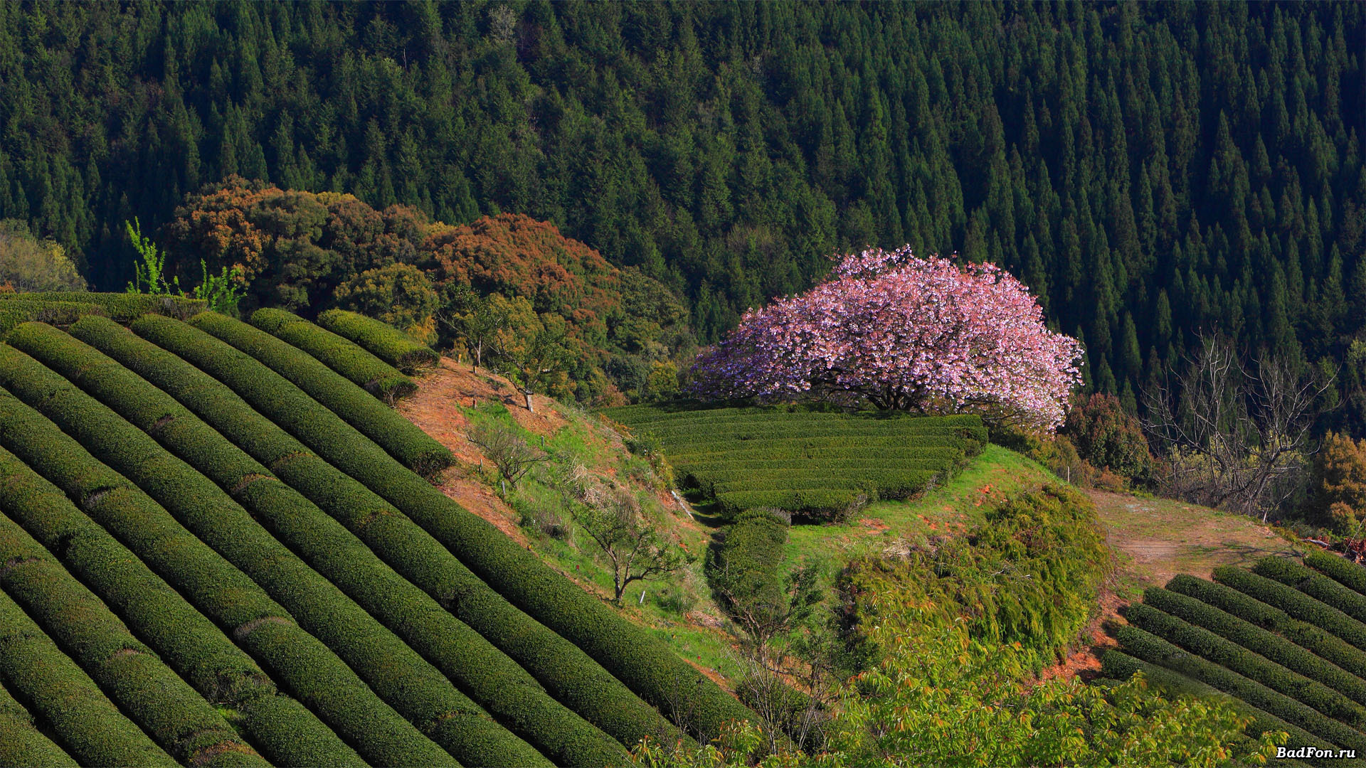 Природный потенциал японии. Чайные плантации в Японии. Леса Японии Хоккайдо. Китай чайные плантации Фуцзянь. Хвойные леса Японии Хоккайдо.