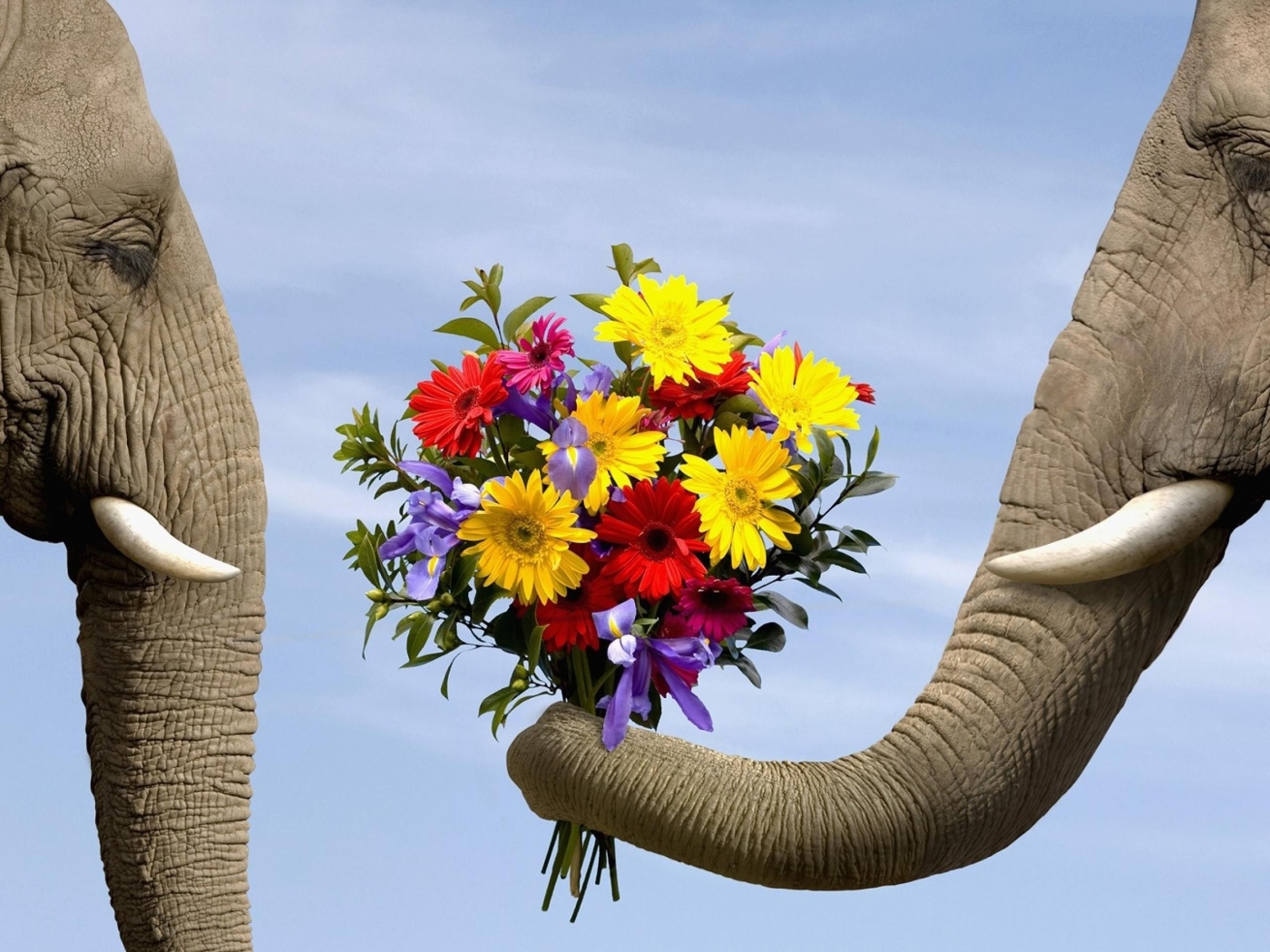 42747 скачать обои слоны, цветы, животные, синие - заставки и картинки бесплатно