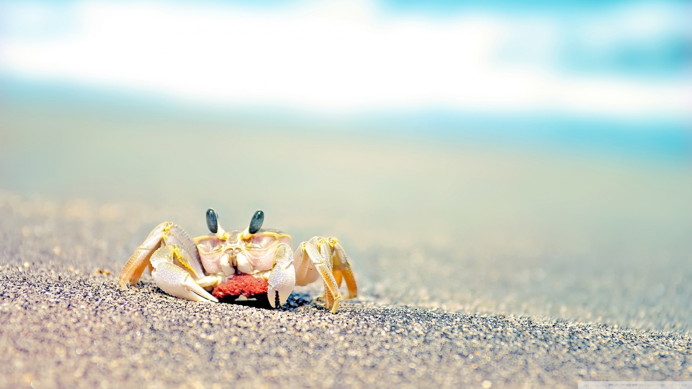 22433 Hintergrundbild herunterladen krabben, tiere, sand - Bildschirmschoner und Bilder kostenlos
