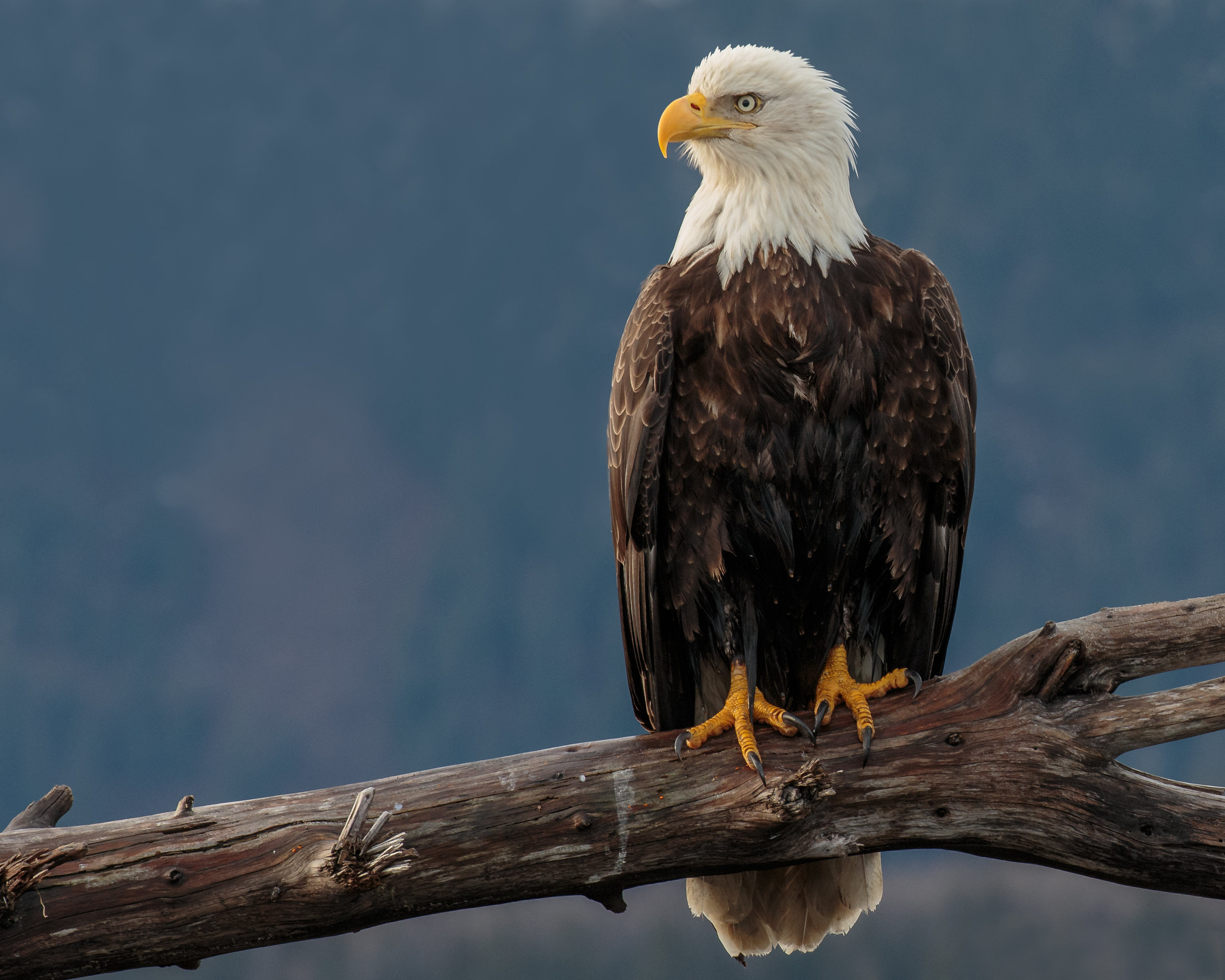 eagle, bird, predator, animals, beak, sight, opinion UHD
