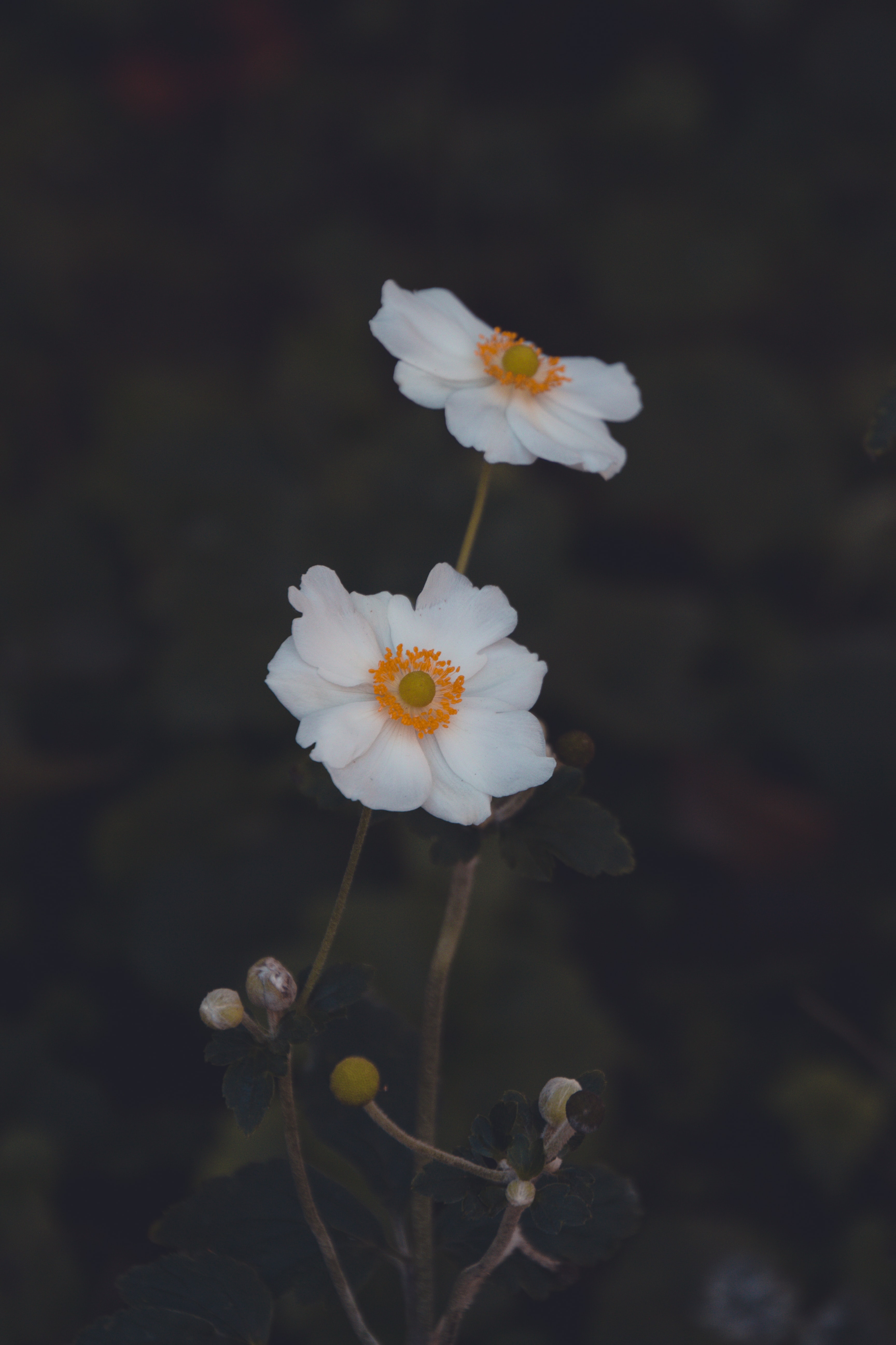 127446 Hintergrundbild herunterladen blumen, weiß, blume, pflanze, makro, anemone - Bildschirmschoner und Bilder kostenlos