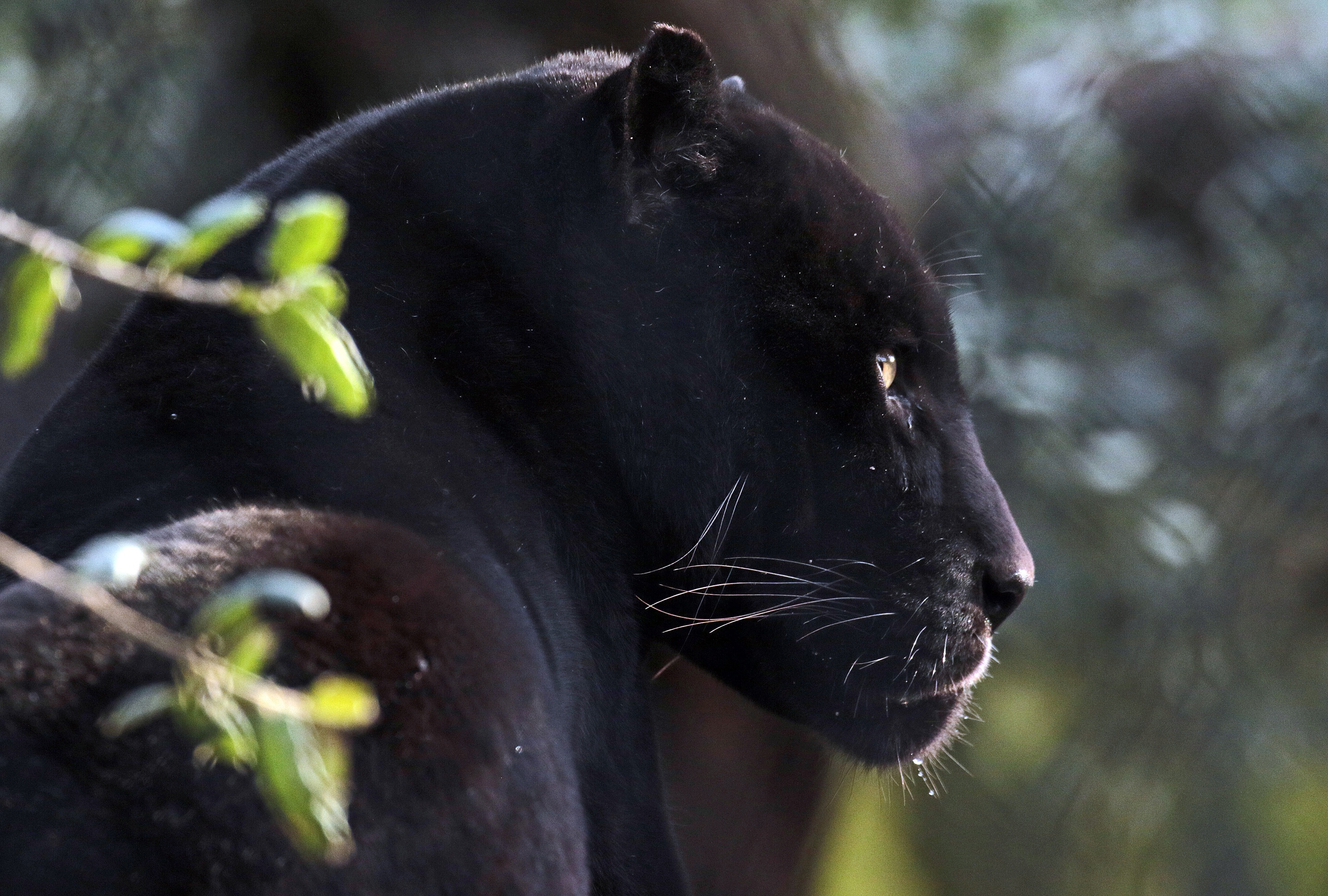 Красивые фото пантеры на аватарку черной