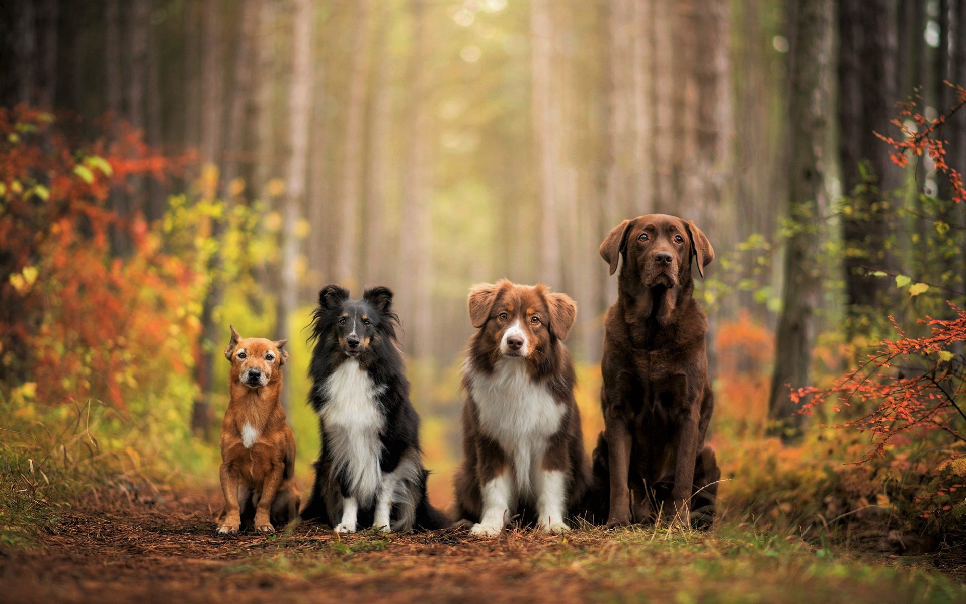 425496壁紙のダウンロード動物, 犬, ボーダーコリー, 秋, 森, ラブラドール, シェットランド・シープドッグ-スクリーンセーバーと写真を無料で