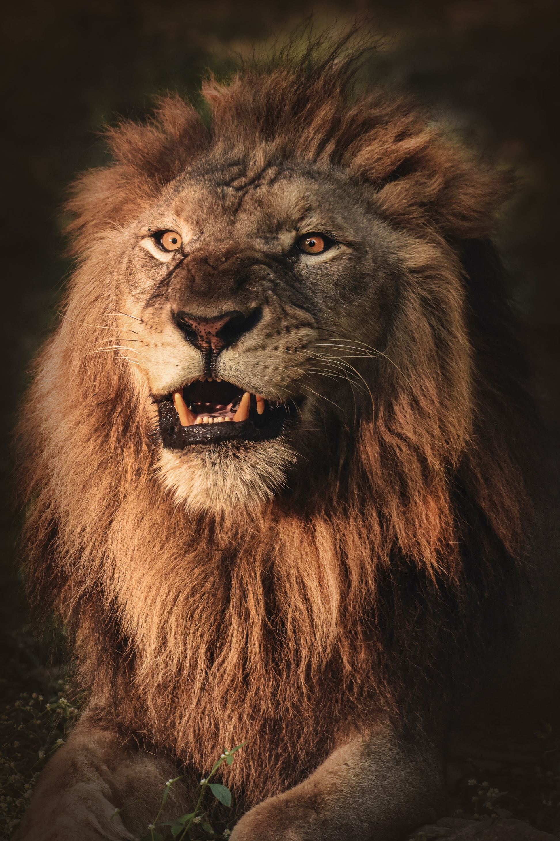 71419 télécharger le fond d'écran lion, animaux, agression, sourire, un lion, prédateur, animal - économiseurs d'écran et images gratuitement