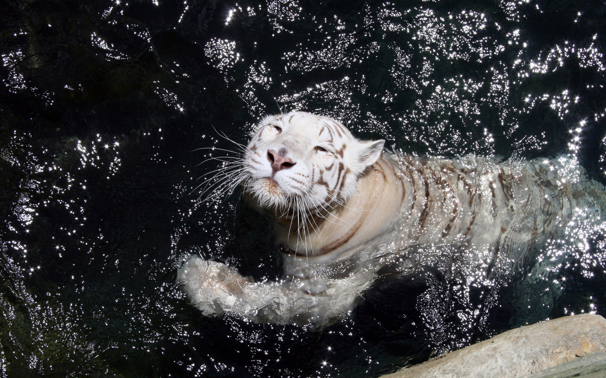 Белый бенгальский тигр купается