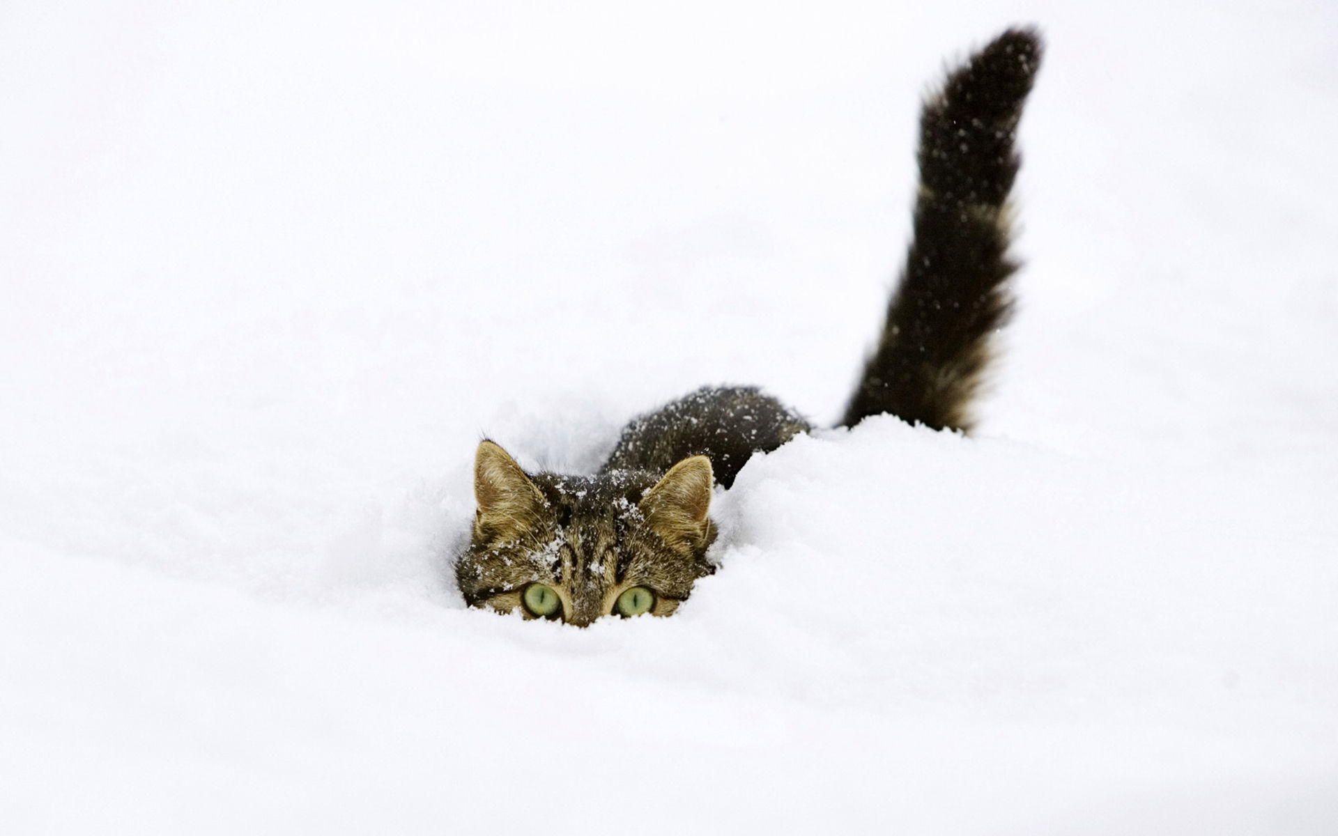 175420 завантажити шпалери кішка, коти, сніг, зима, тварина, ховаючись, смугастий кіт - заставки і картинки безкоштовно