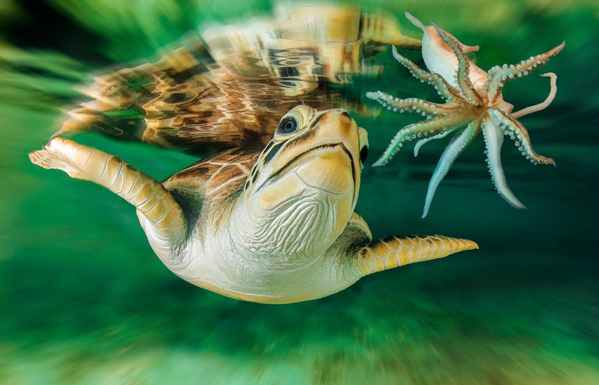 345335 Hintergrundbild herunterladen tiere, schildkröte, garnele, unterwasser, schildkröten - Bildschirmschoner und Bilder kostenlos