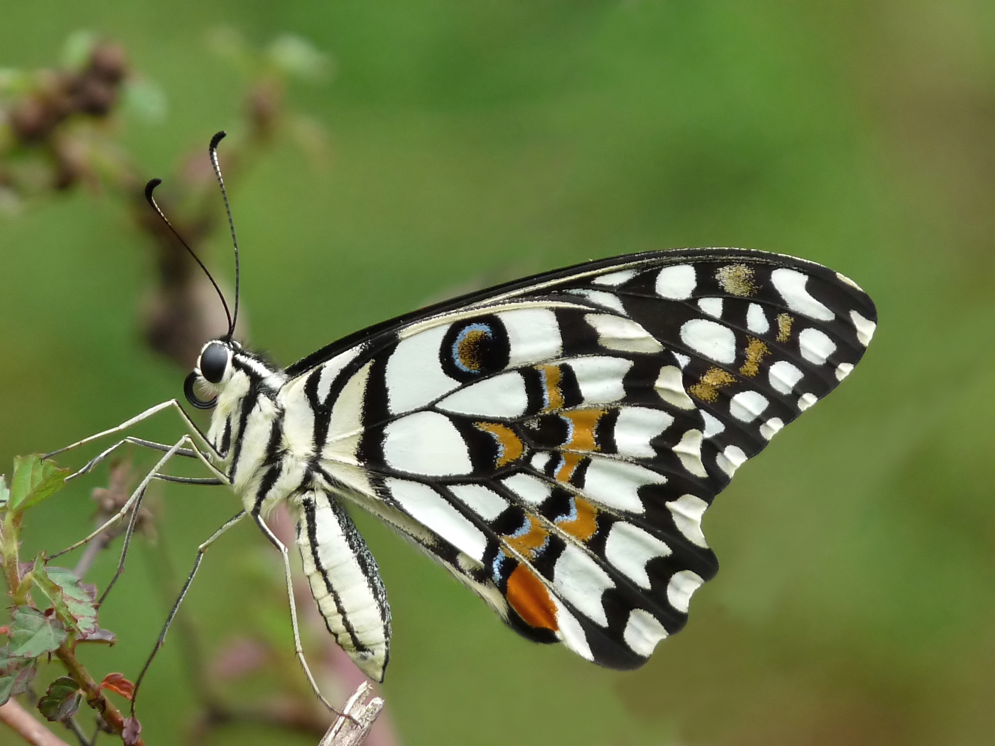 Бабочки какие бывают виды фото и названия