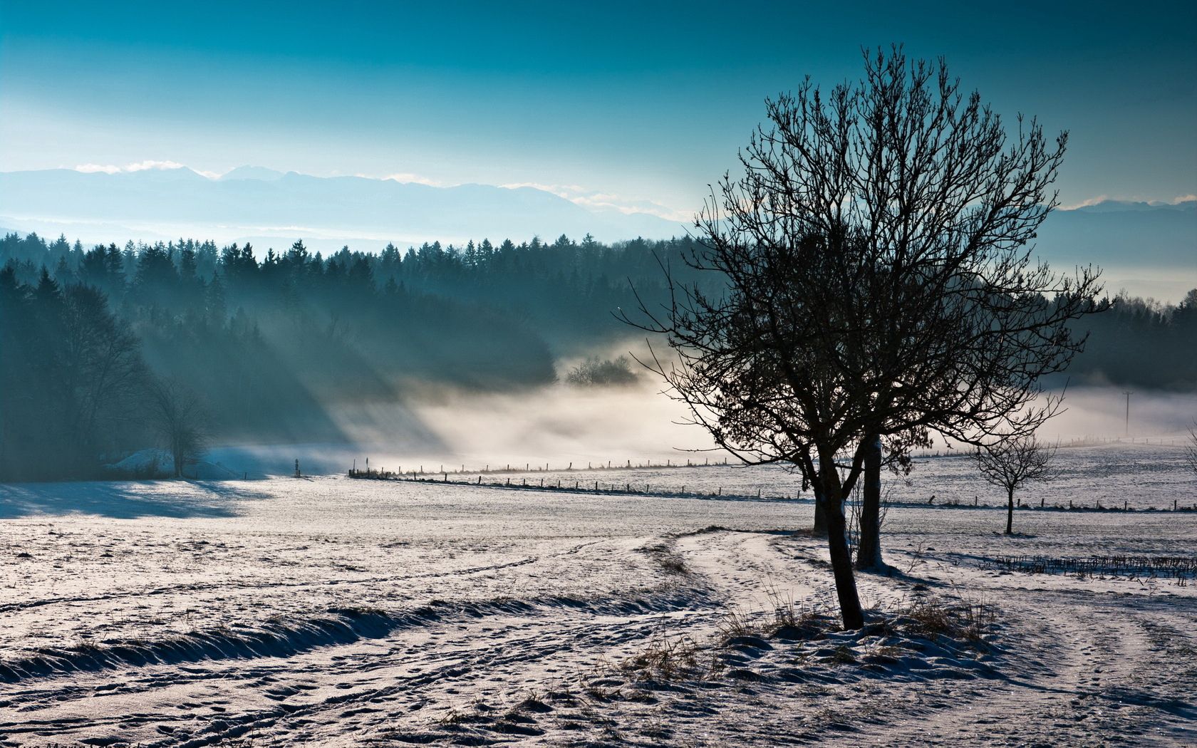 winter, nature, trees, fog, field, freshness, cold