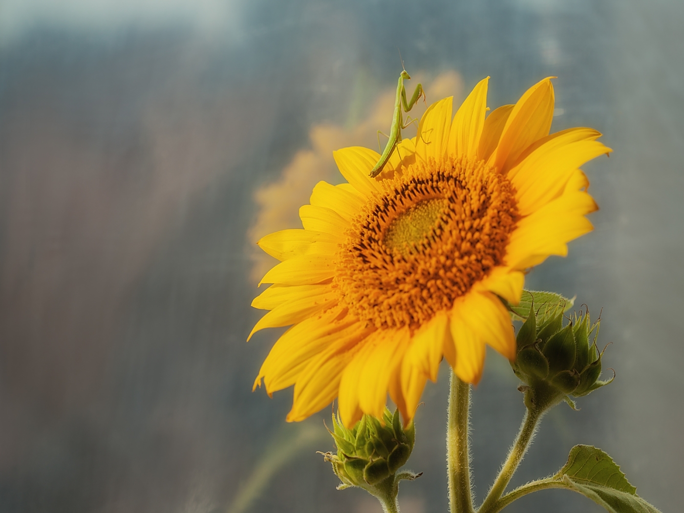 Download mobile wallpaper Plants, Insects, Sunflowers for free.