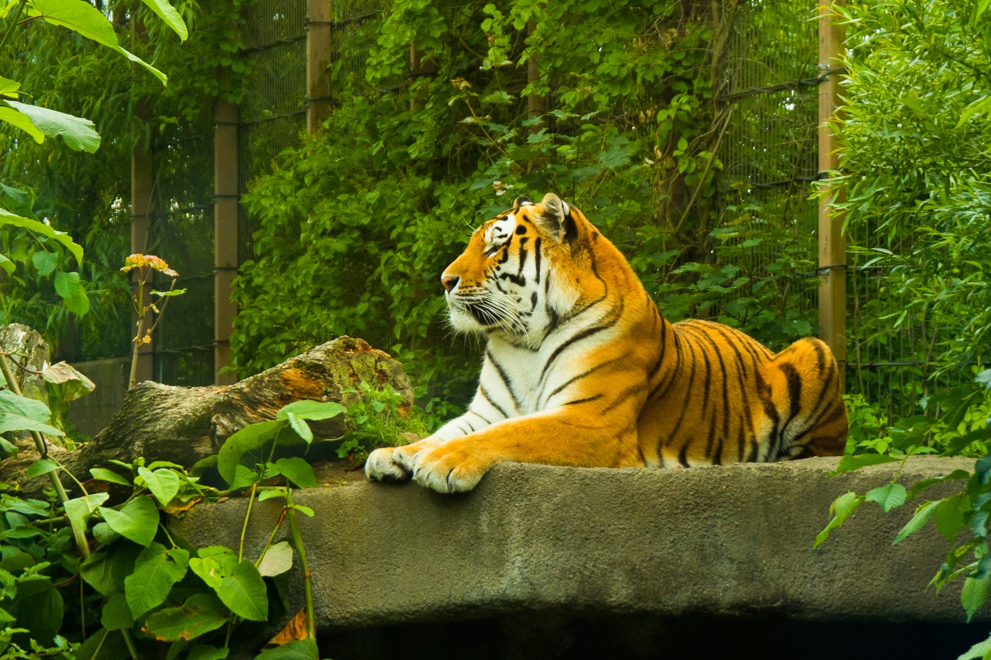 383041 Hintergrundbild herunterladen tiere, tiger, grün, zoo, katzen - Bildschirmschoner und Bilder kostenlos