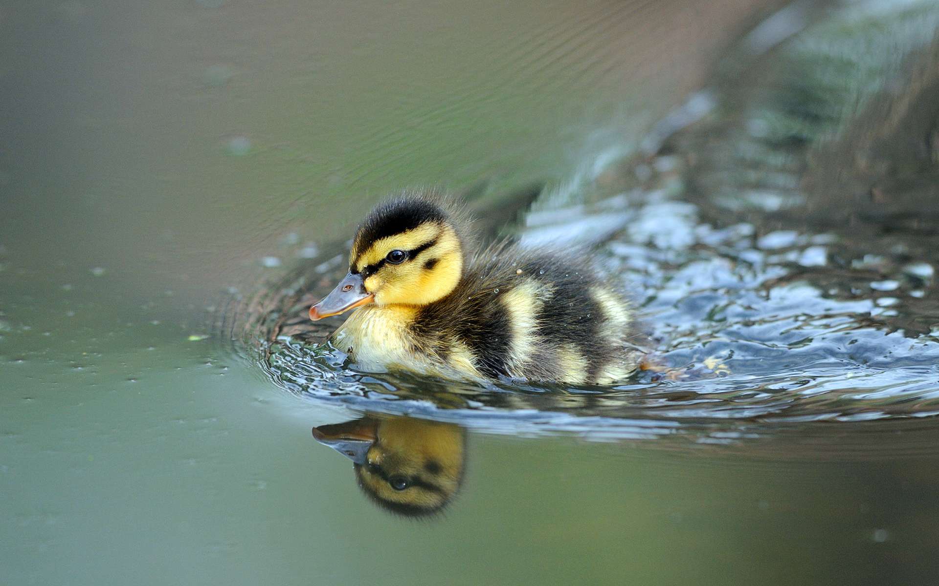 Download mobile wallpaper Duck, Birds, Animal for free.