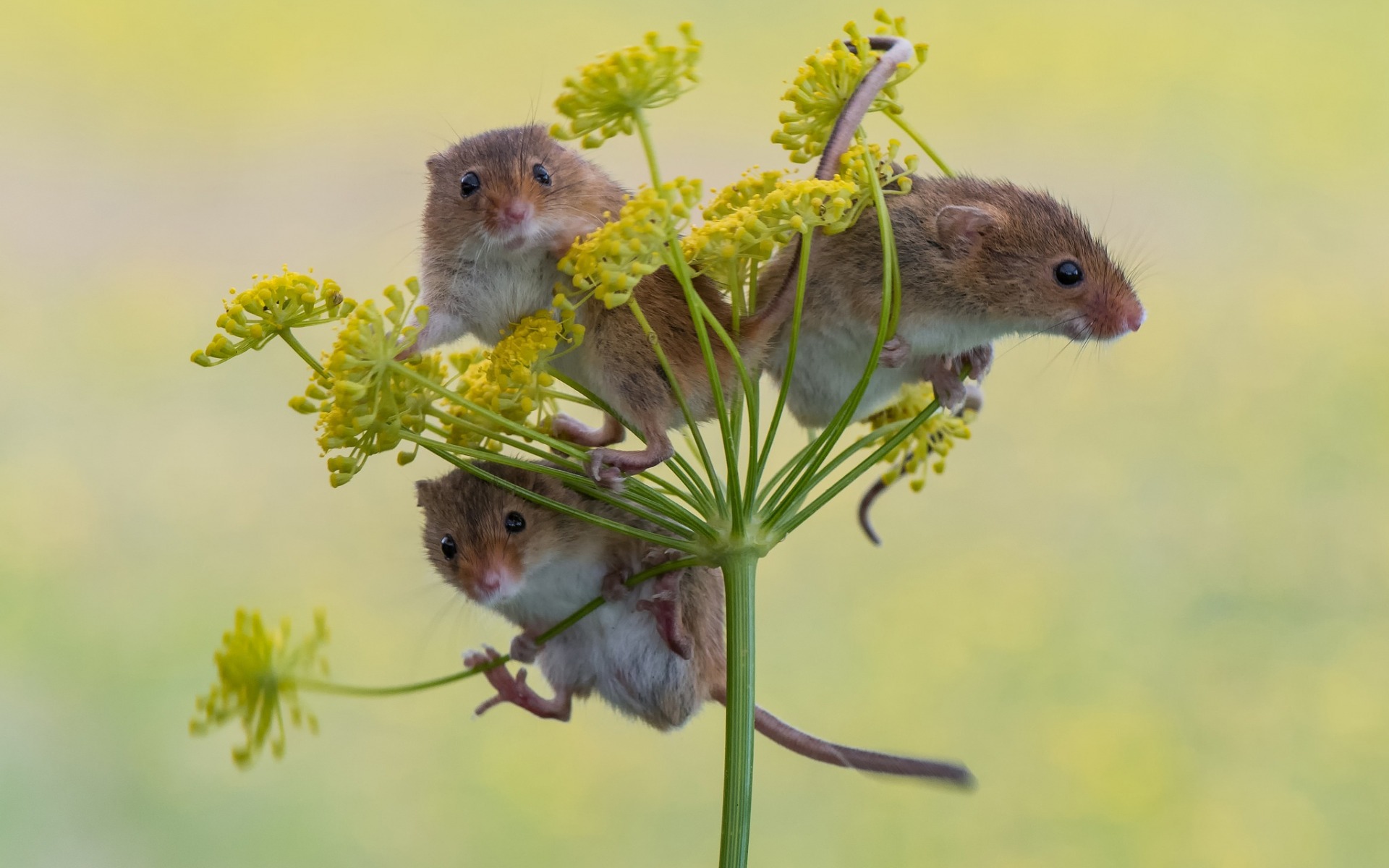 harvest mouse, animal, mouse Phone Background