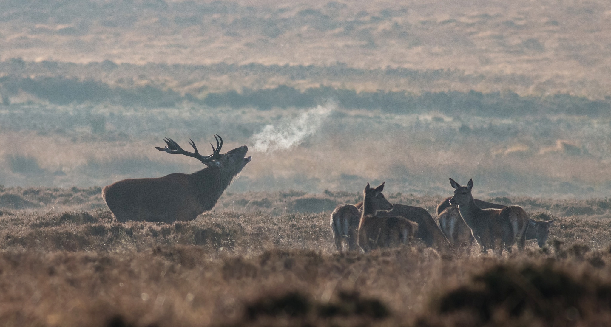 fog, animal, elk, blur, deer, mammal, morning iphone wallpaper