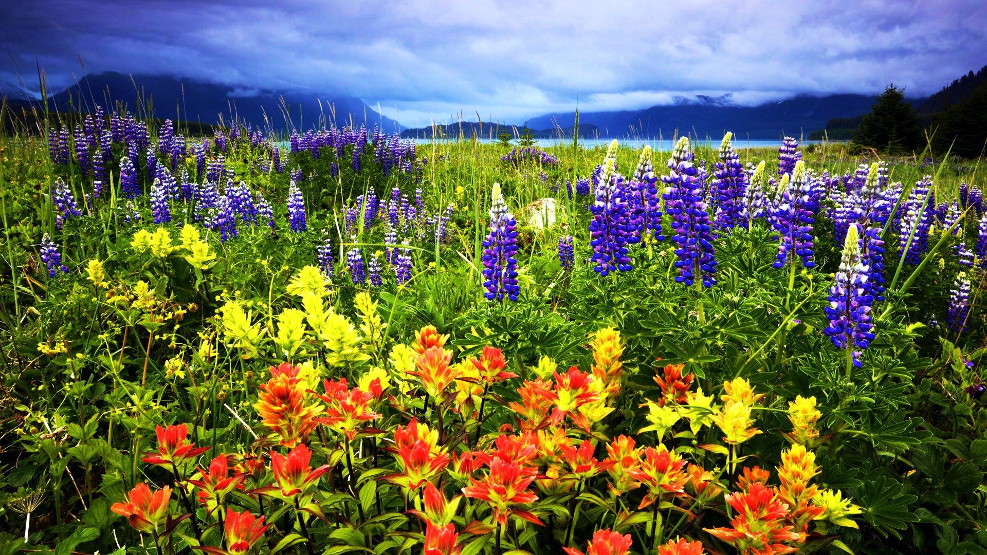 Национальный парк Аляска цветы