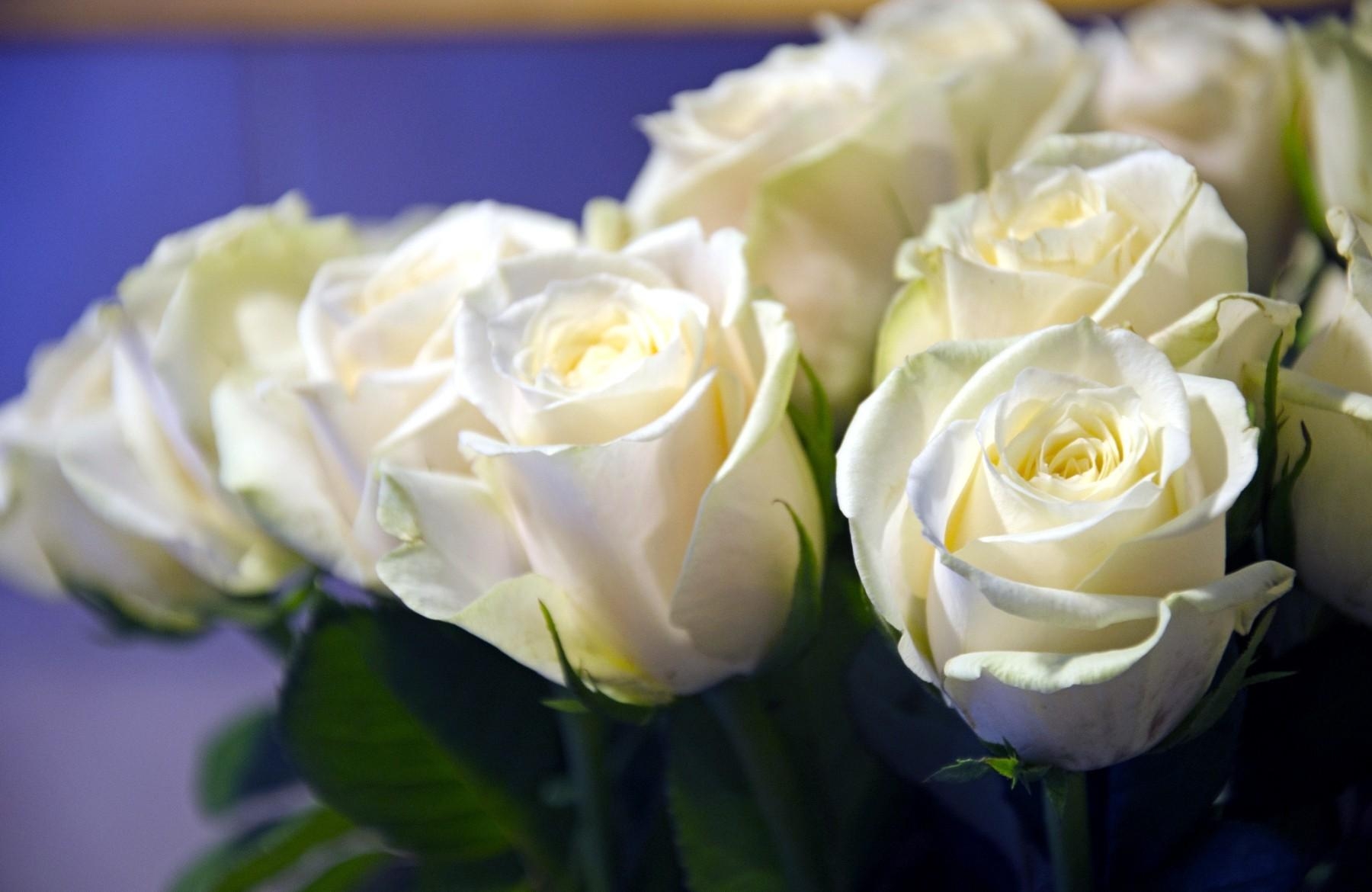 Laden Sie das Strauß, Schneewittchen, Blumen, Roses, Nahansicht, Knospen, Nahaufnahme, Bouquet-Bild kostenlos auf Ihren PC-Desktop herunter