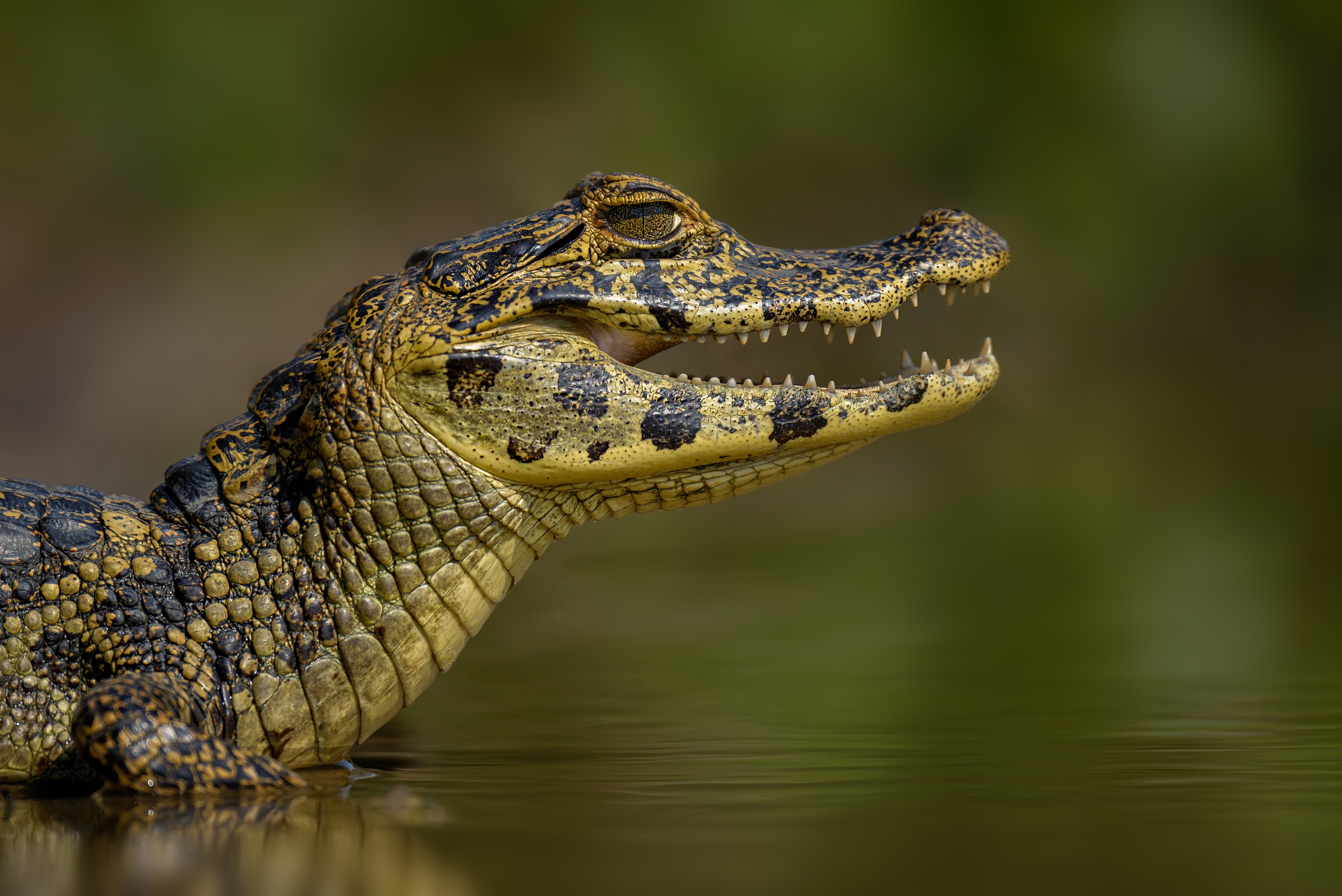 Кайман животное. Caiman крокодил. Парагвайский Кайман. Парагвайский Кайман Жакаре. Кайман Парагвайский крокодил.