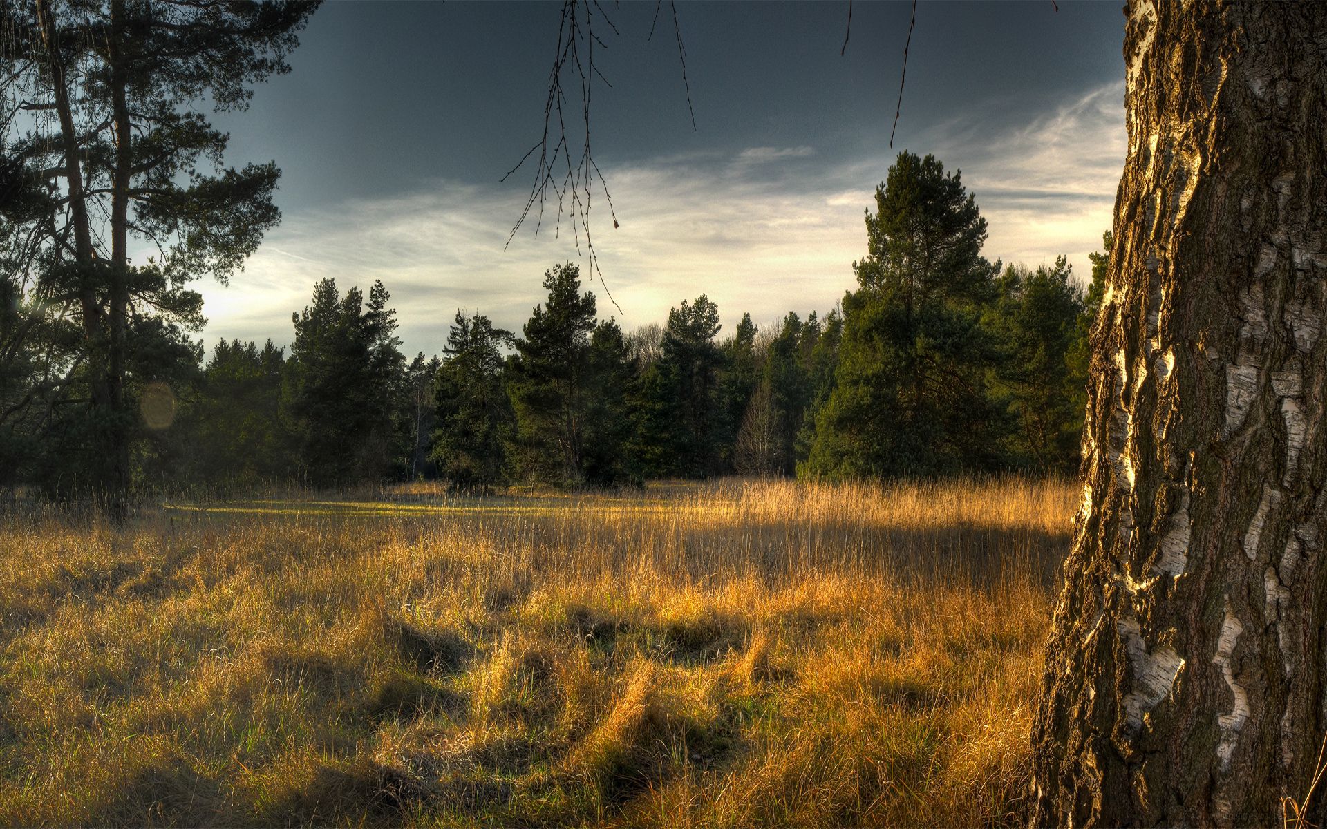 tree, nature, grass, wood, withered, it's a sly, ate, outskirts, birch, trunk, edge Full HD