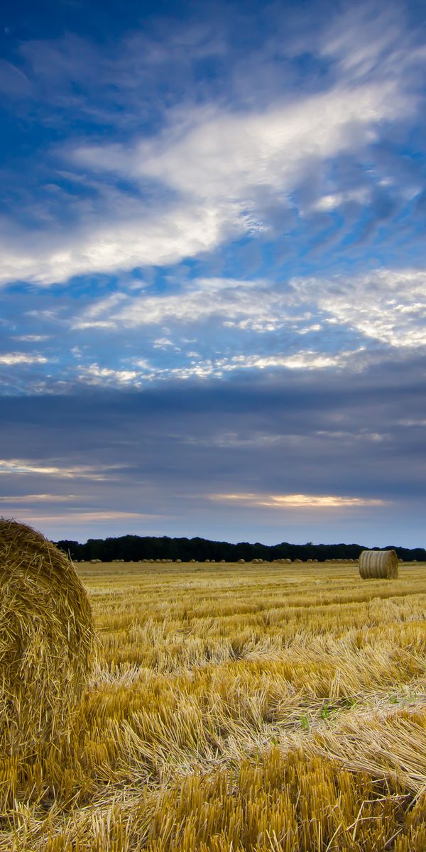 Fields count. В поле. Русское поле. Природа поле. Поле деревня.