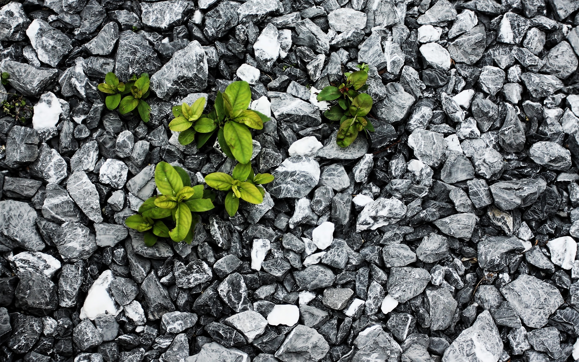 Download mobile wallpaper Plants, Stones, Leaves, Background for free.