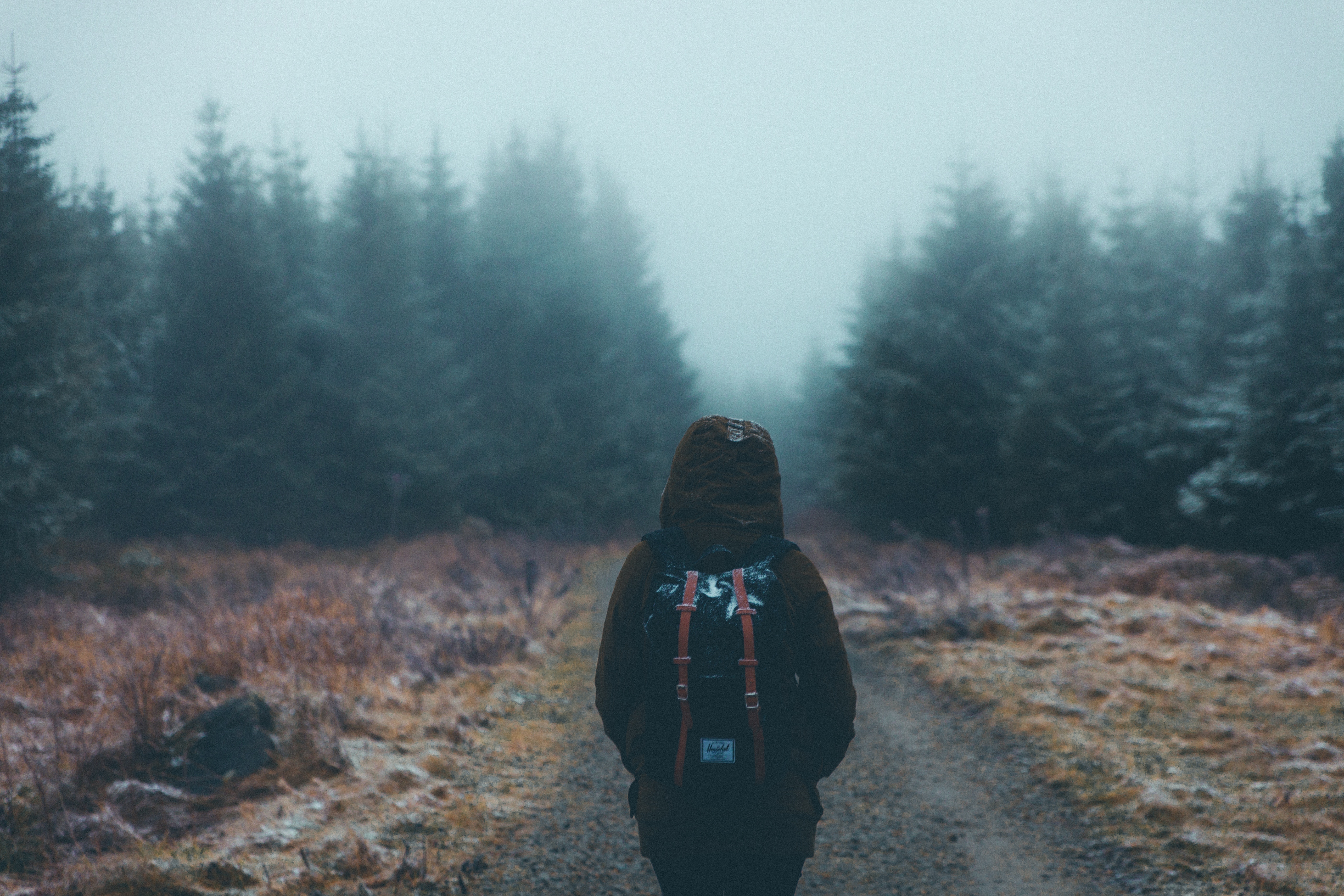 miscellanea, miscellaneous, forest, fog, stroll, backpack, rucksack, tourist Phone Background