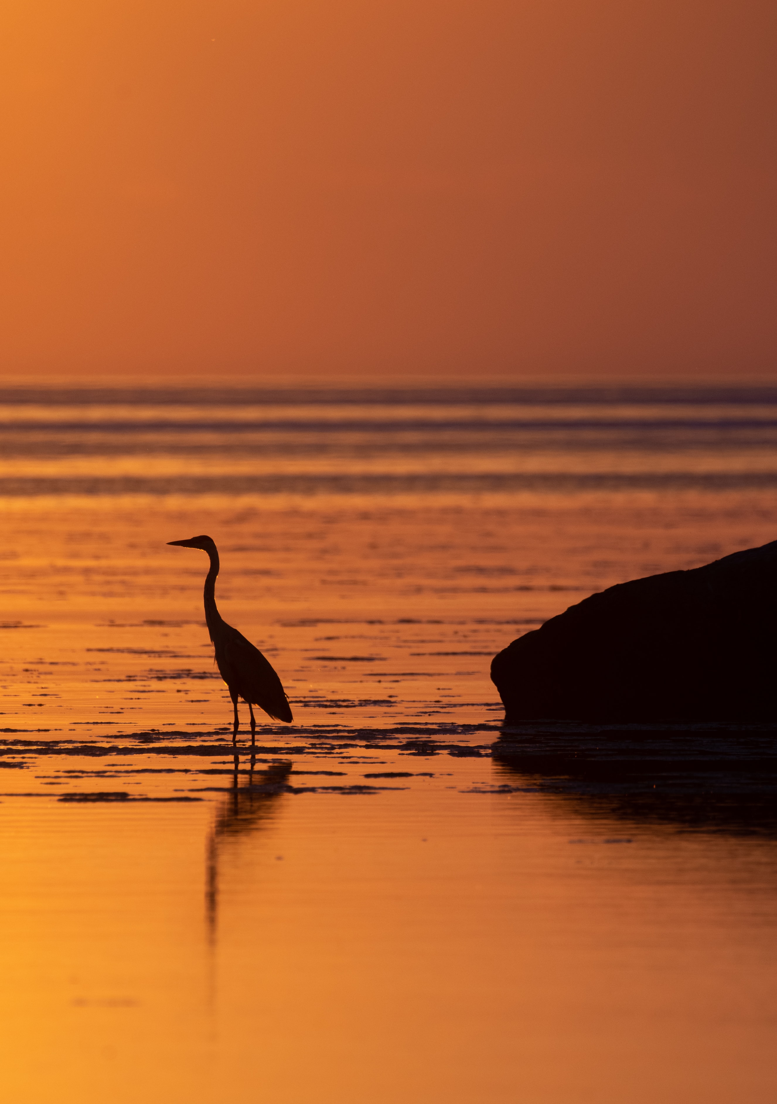 Laden Sie das Wasser, Sunset, Reiher, Heron, Tiere, Vogel-Bild kostenlos auf Ihren PC-Desktop herunter