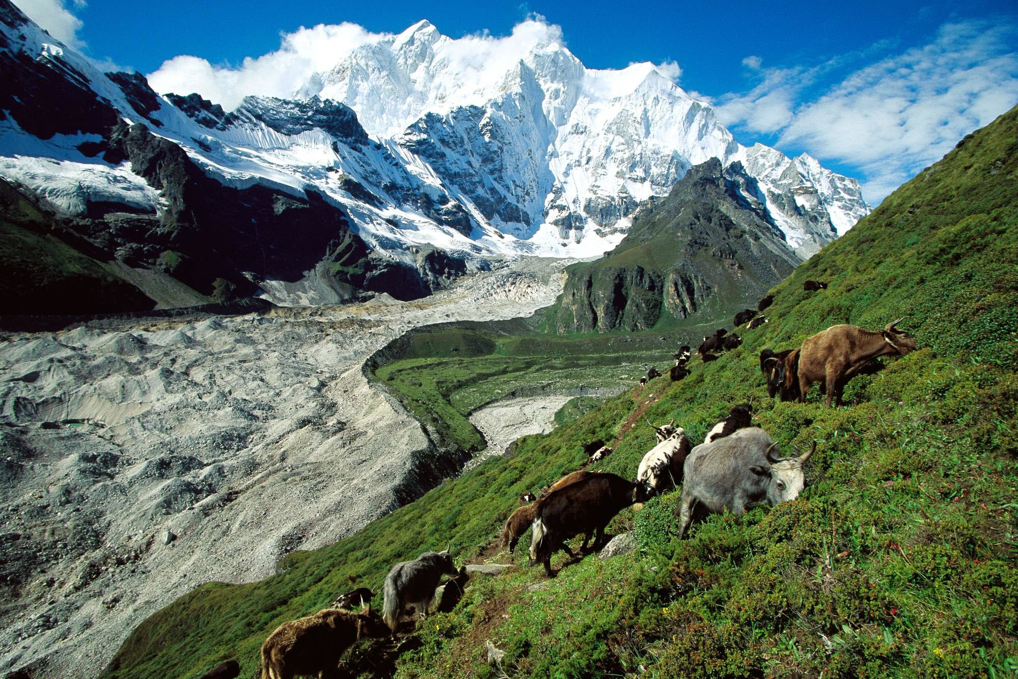 60893 скачать обои коровы, горы, природа, трава, склон, пастбище - заставки и картинки бесплатно