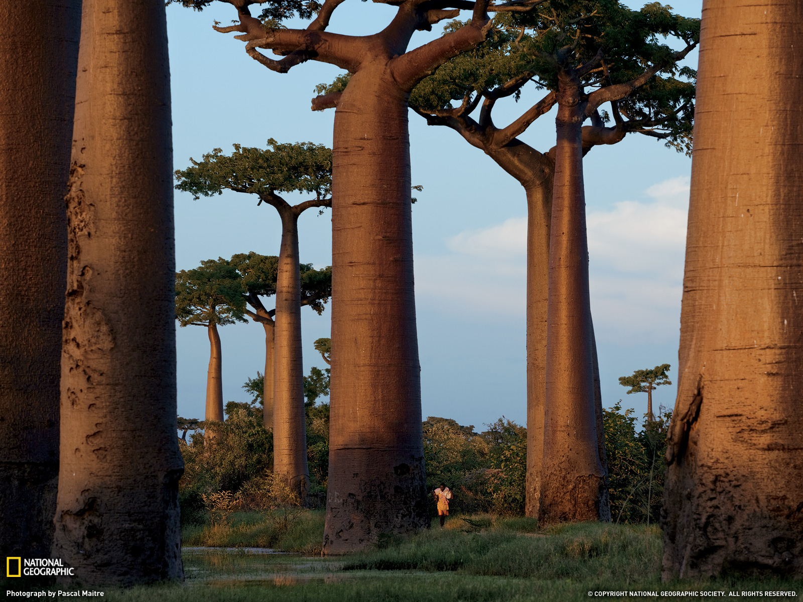297792 télécharger le fond d'écran baobab, terre/nature, des arbres - économiseurs d'écran et images gratuitement