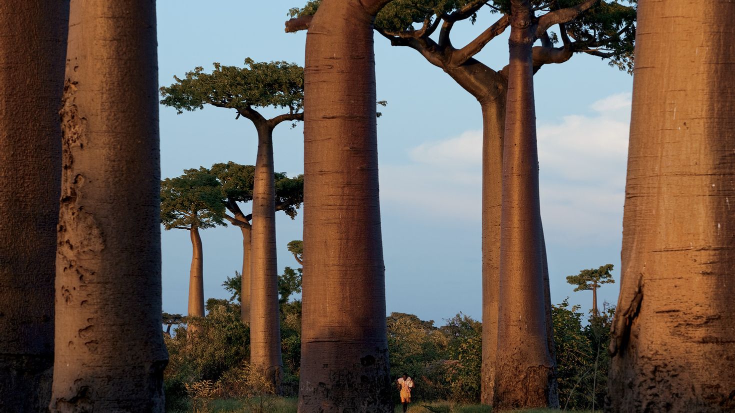 Аллея баобабов Мадагаскар