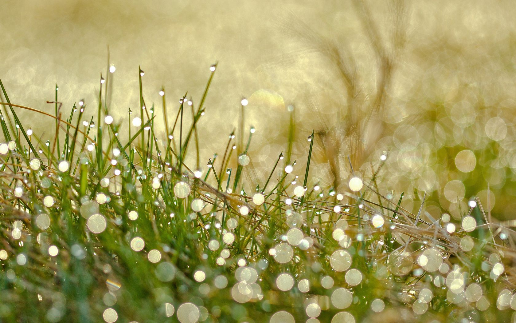 Download mobile wallpaper Grass, Dew, Shine, Drops, Macro, Light for free.