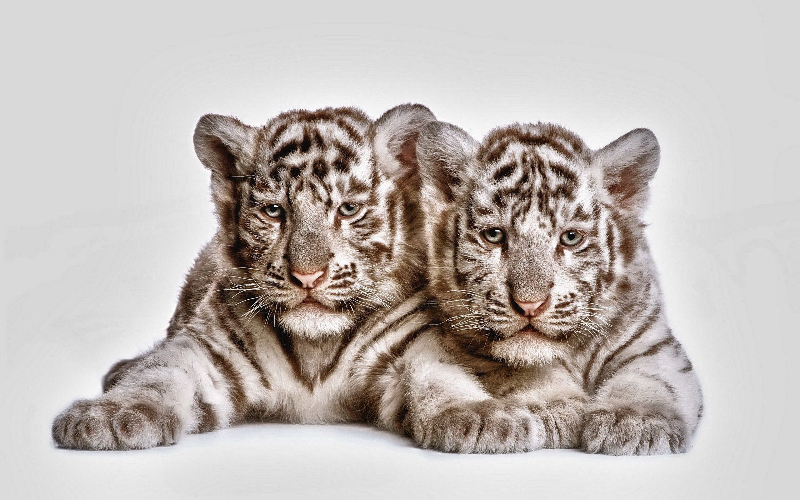 animals, young, couple, pair, muzzle, cubs, tiger cubs QHD