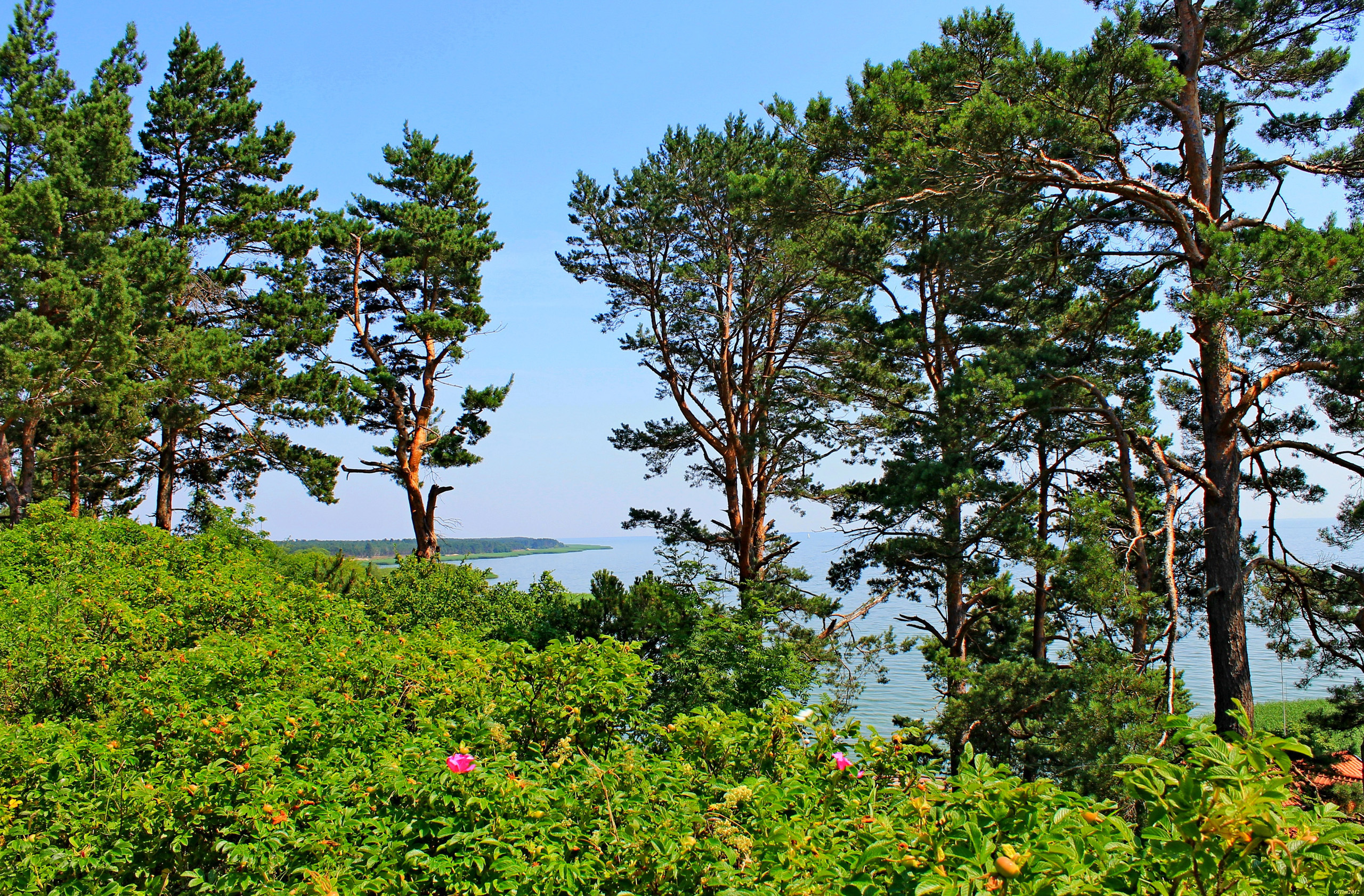 Скачати мобільні шпалери Дерева, Литва, Височина, Природа, Сосни, Висота, Море безкоштовно.