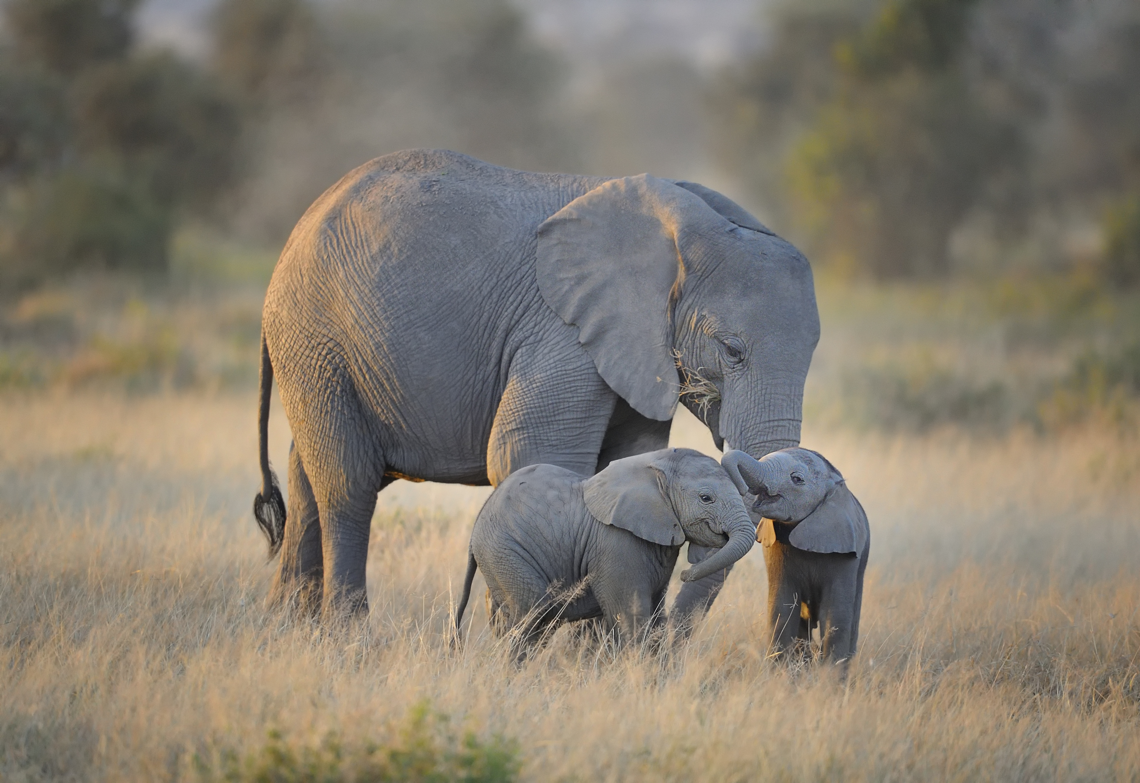Мама про слоненка. Хоботные Африканский слон. Саванный слон. Саванный Африканский слон Африки. Отряд хоботные.