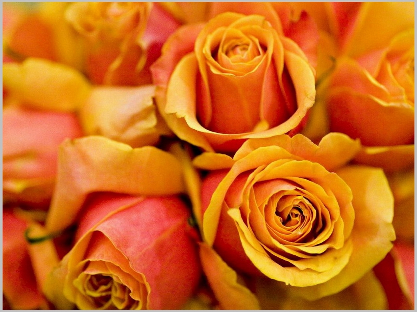 Téléchargez des papiers peints mobile Roses, Fleurs, Plantes gratuitement.