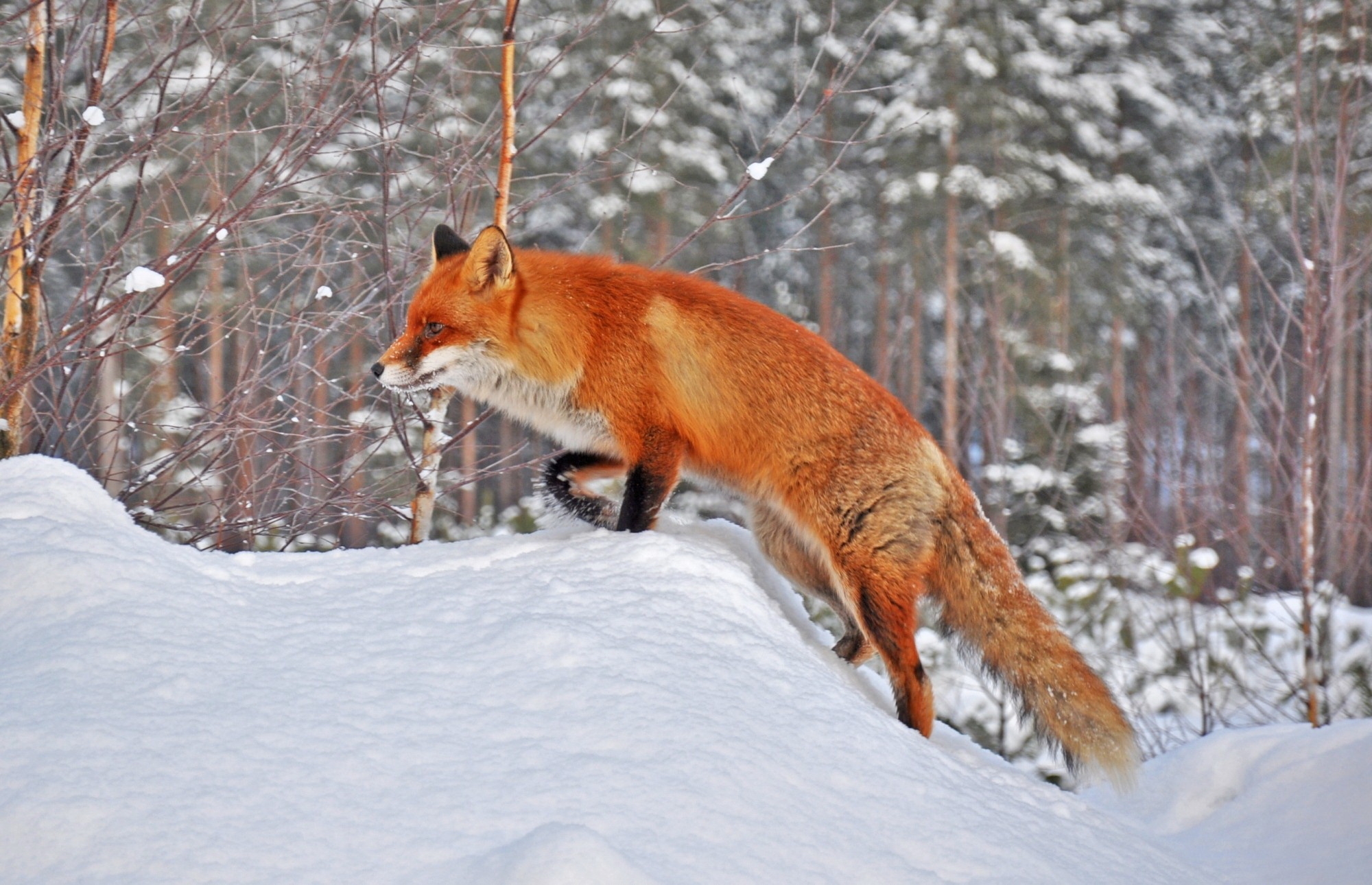 Handy-Wallpaper Schnee, Wald, Ein Fuchs, Tiere, Winter, Fuchs kostenlos herunterladen.