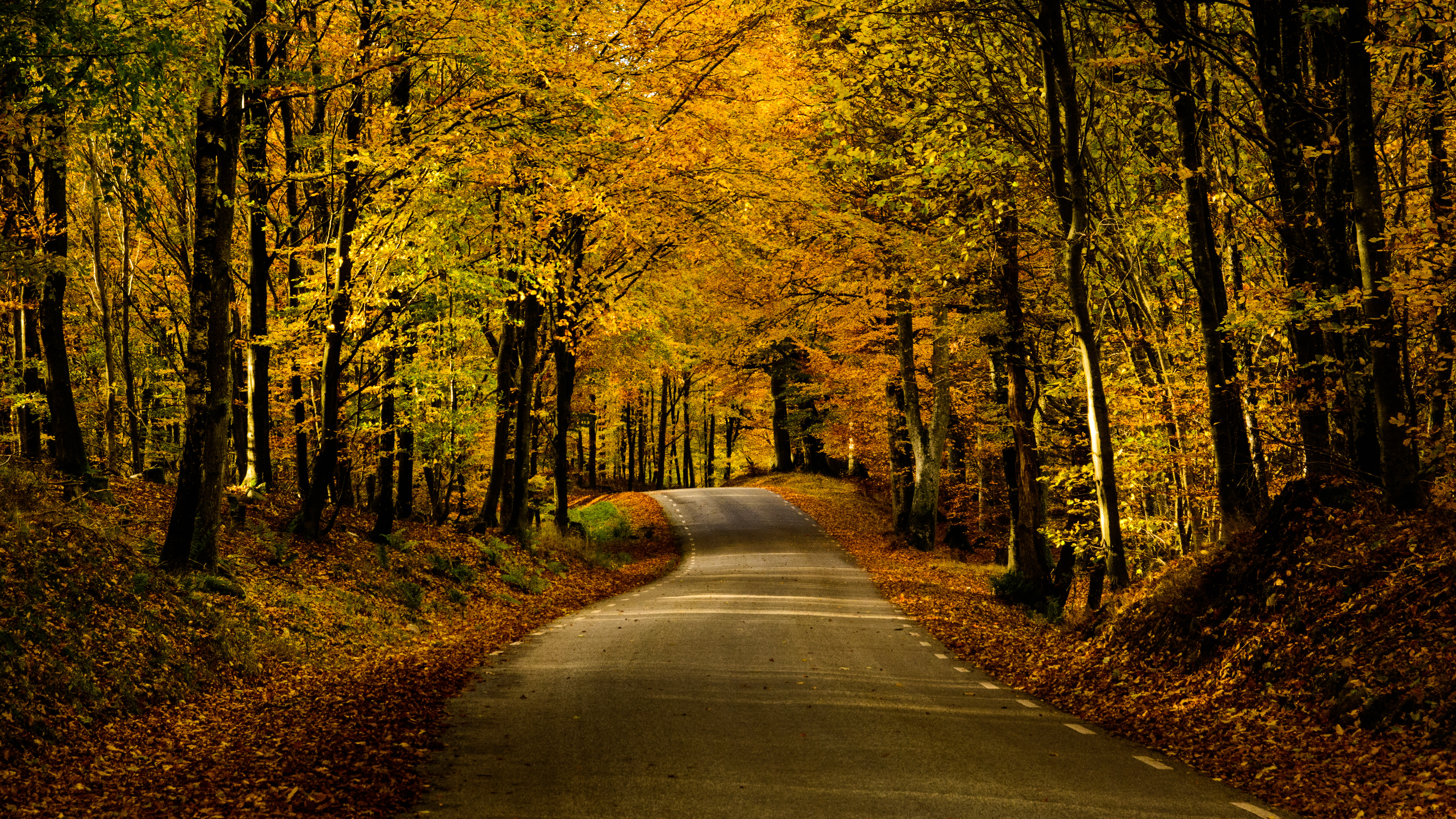 trees, autumn, nature, road, alley, dahl, distance Full HD