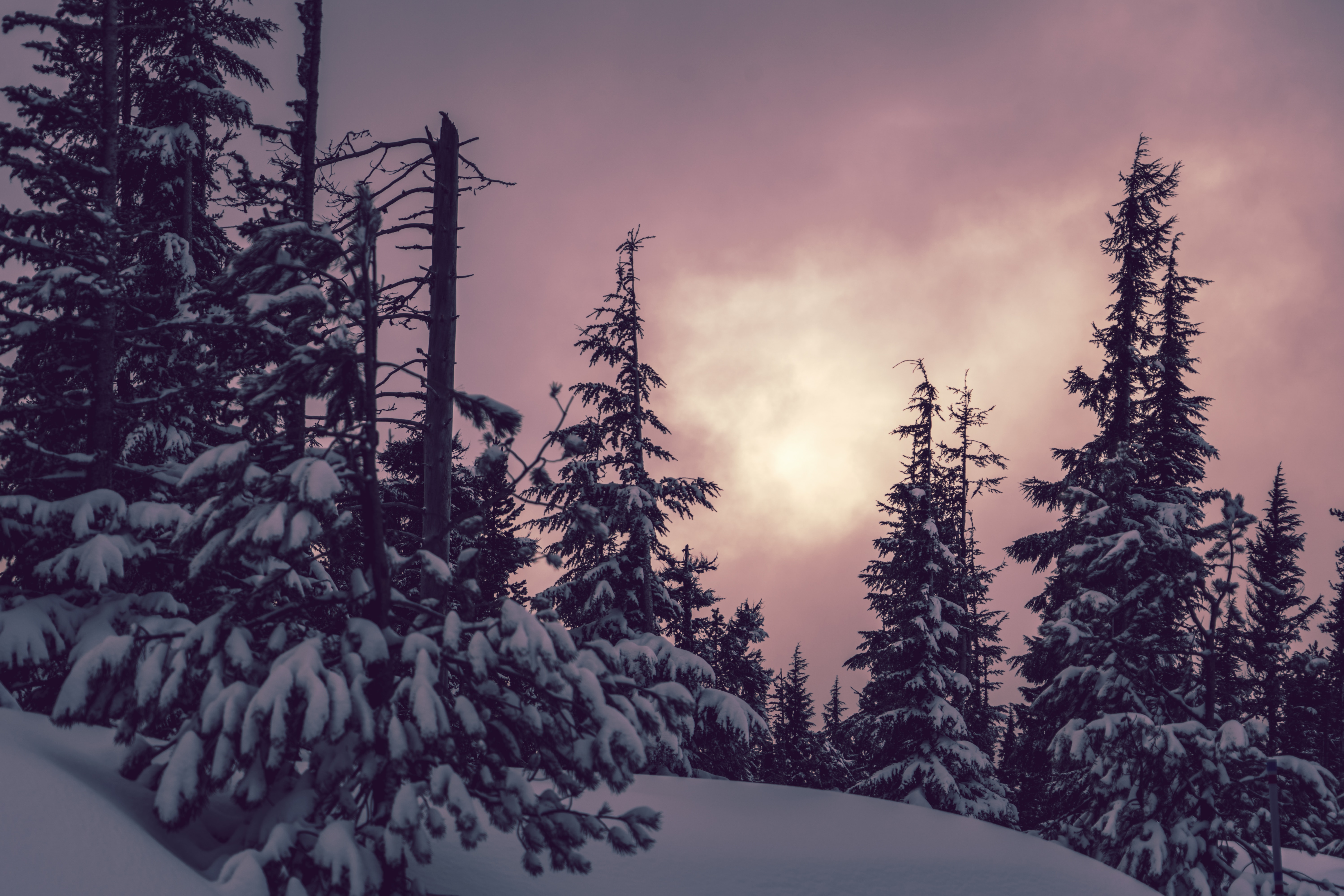 winter, nature, trees, snow, ate Full HD