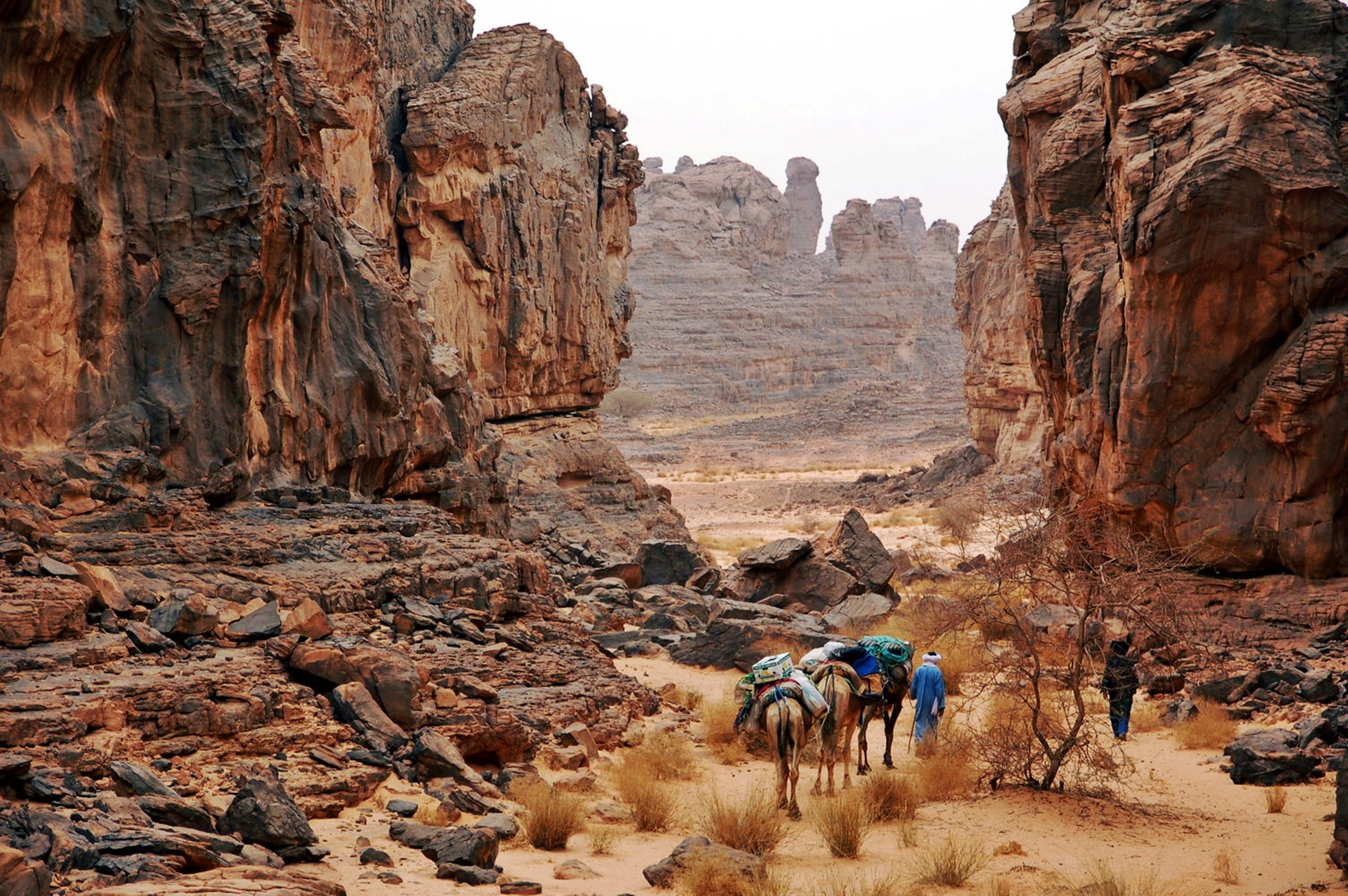 photography, caravan, africa, algeria, camel, desert, hoggar mountains, national park, sahara, stone, tassili n'ajjer, tuareg
