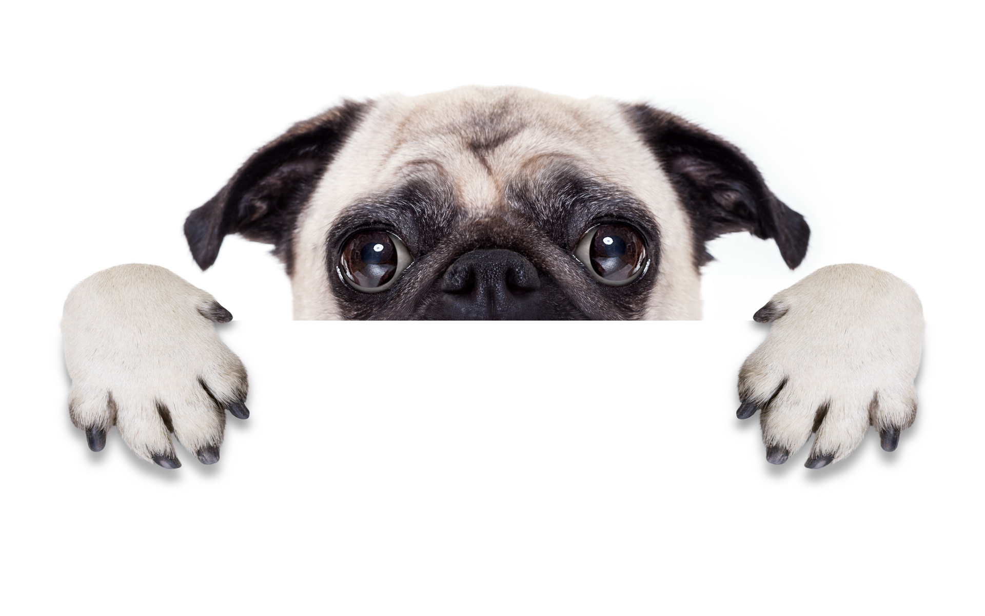 343396 descargar imagen animales, doguillo, perros: fondos de pantalla y protectores de pantalla gratis