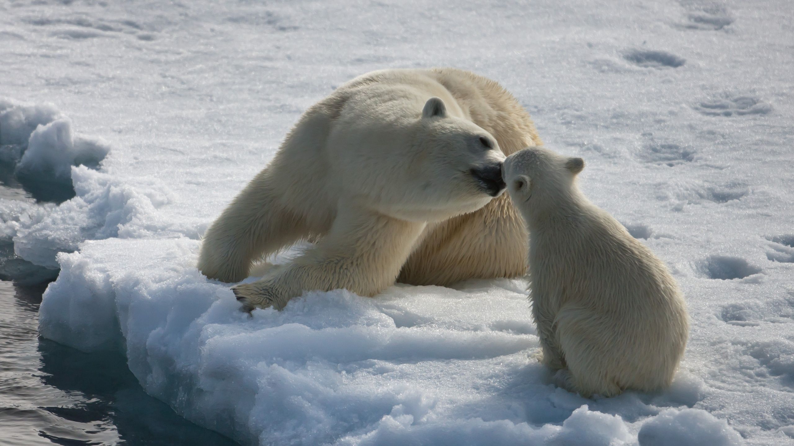 119838 скачать обои белые медведи, зима, животные, снег, пара, влага, детеныш - заставки и картинки бесплатно