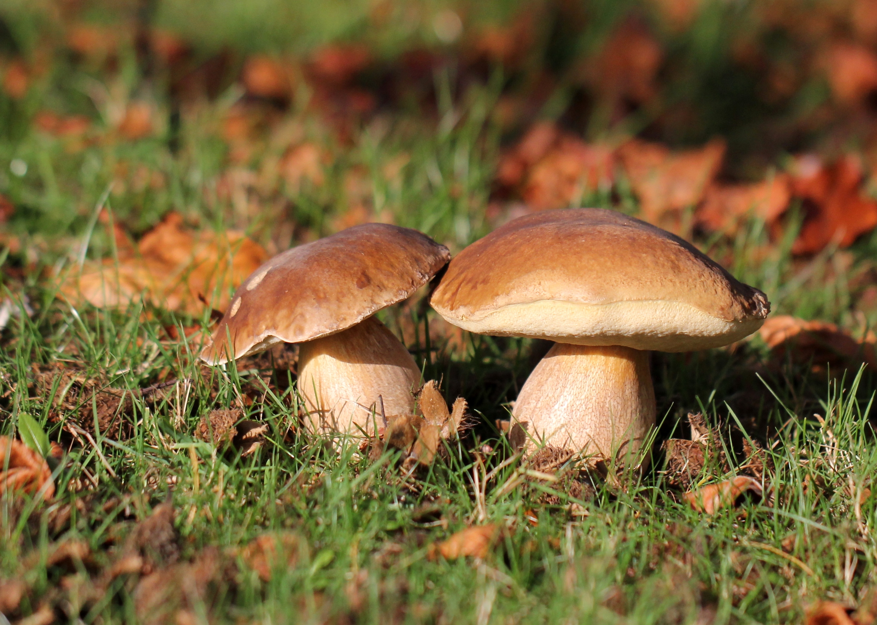 Осенние грибы Оренбуржья