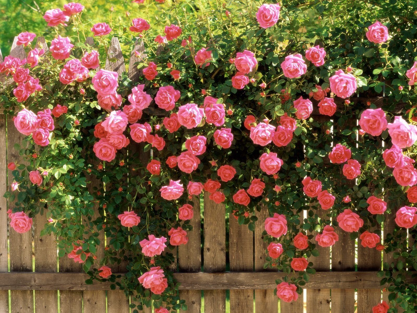 roses, flowers, greens, fence HD wallpaper