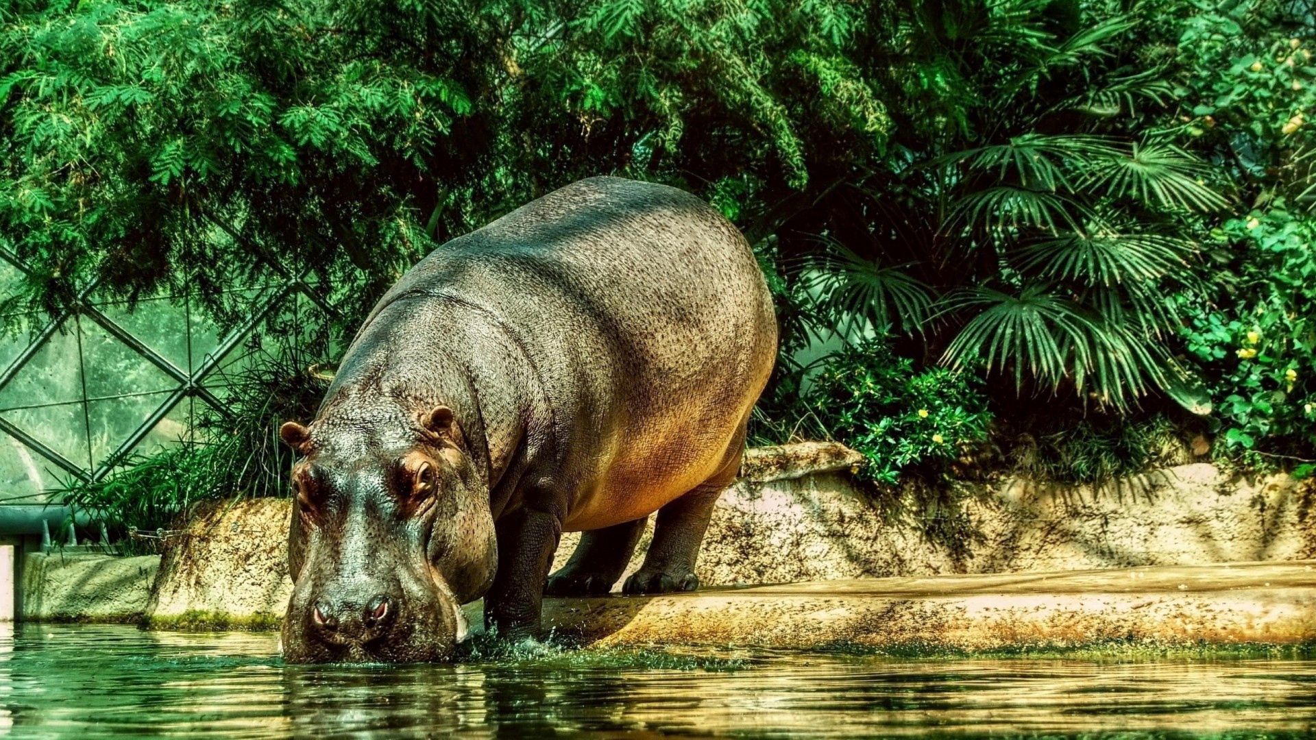 hippopotamus, animals, water, grass, shore, bank, thirst