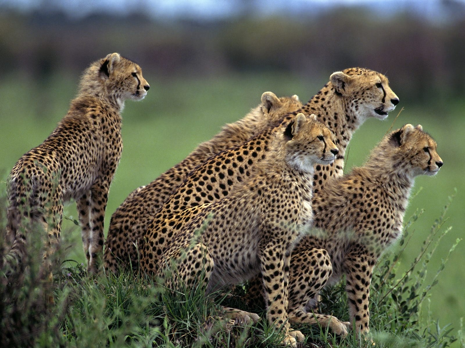 Free download wallpaper Cheetah, Animals on your PC desktop