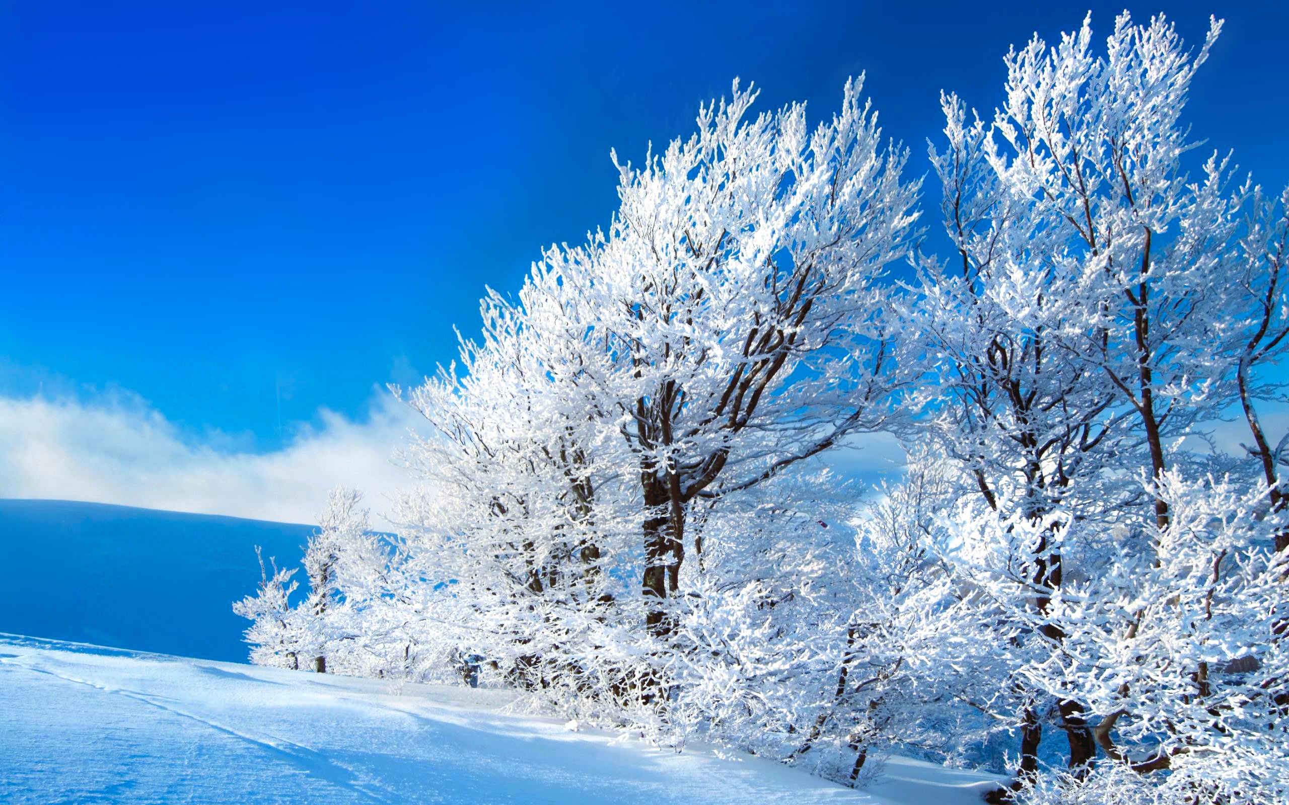 зима фото красивые природа на телефон