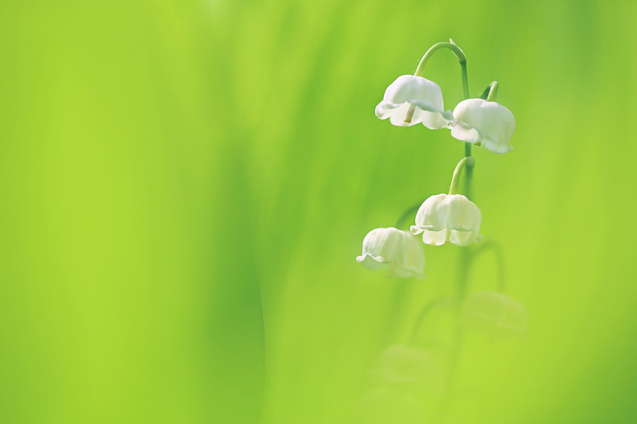 white flower, earth, lily of the valley, bokeh, flower, green, nature, flowers